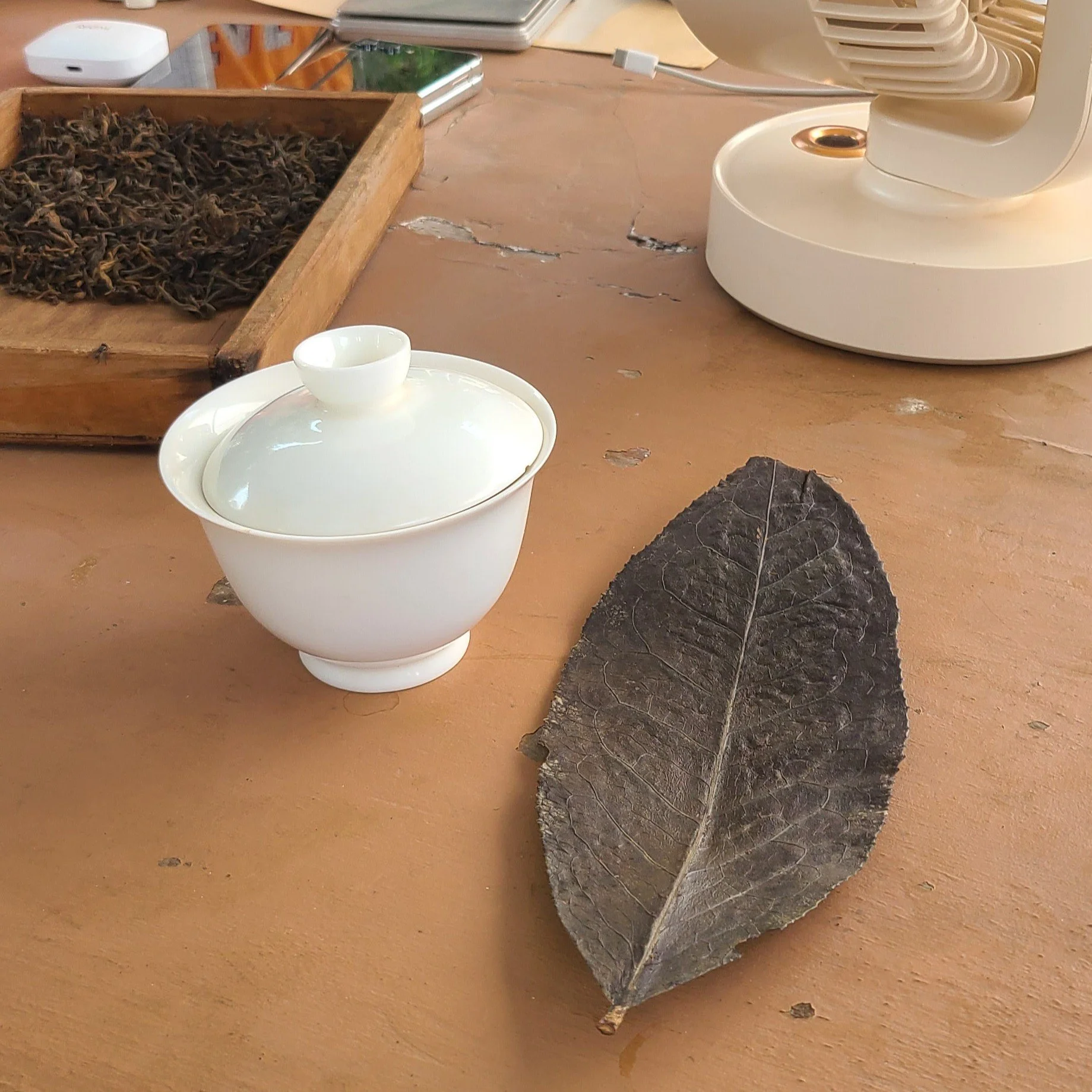 ancient tea tree leaf 
