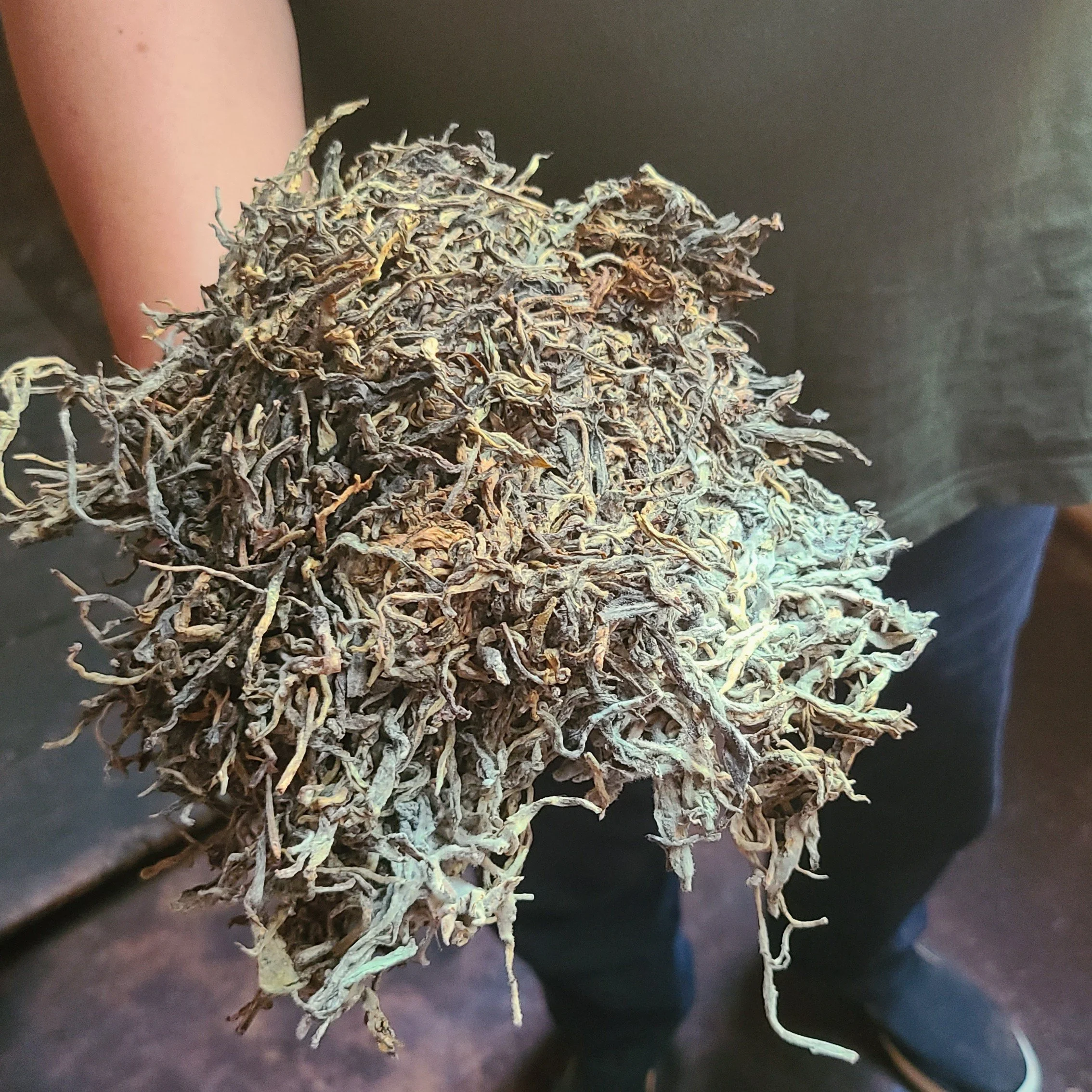 Shou Pu'er in process