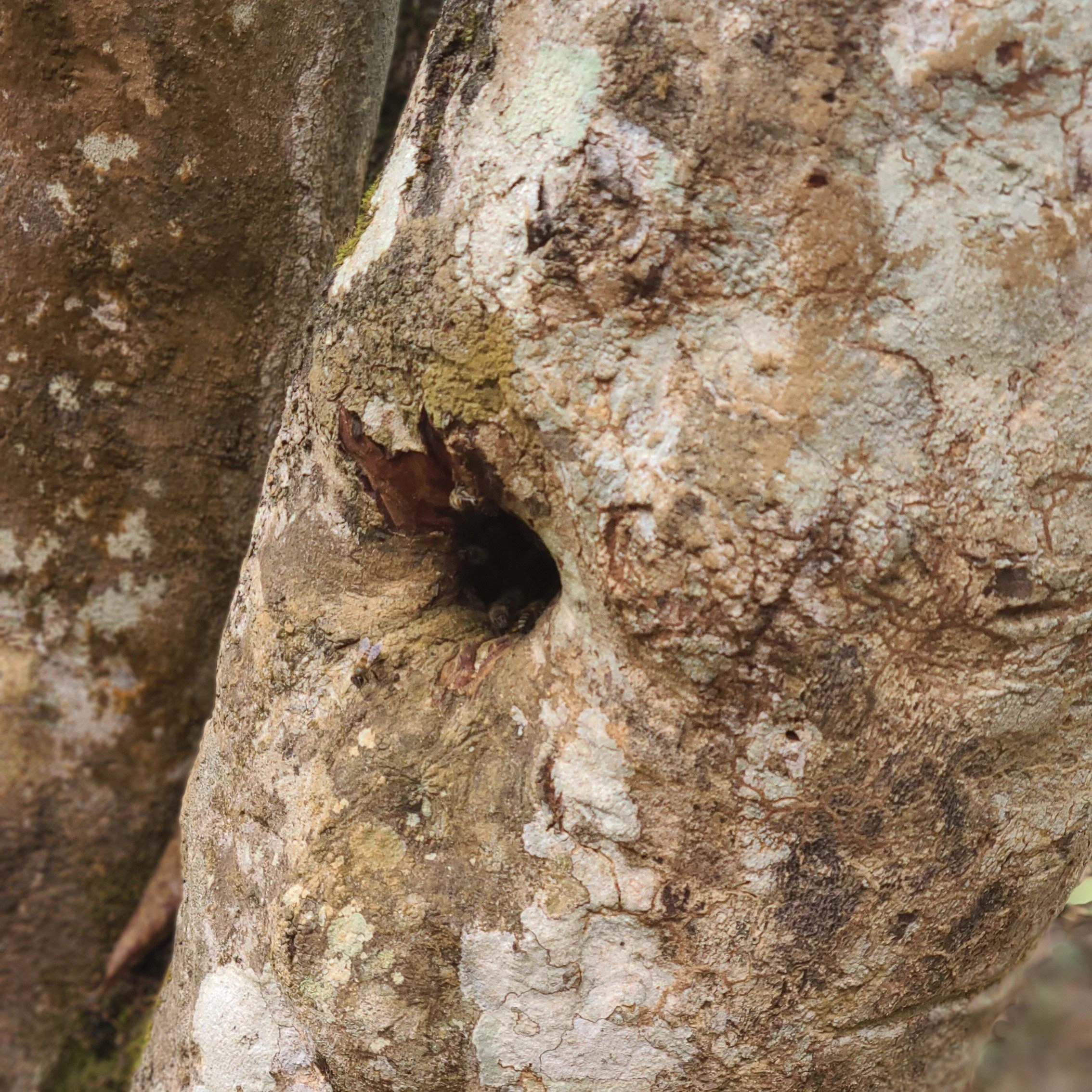 bee hive in a tree