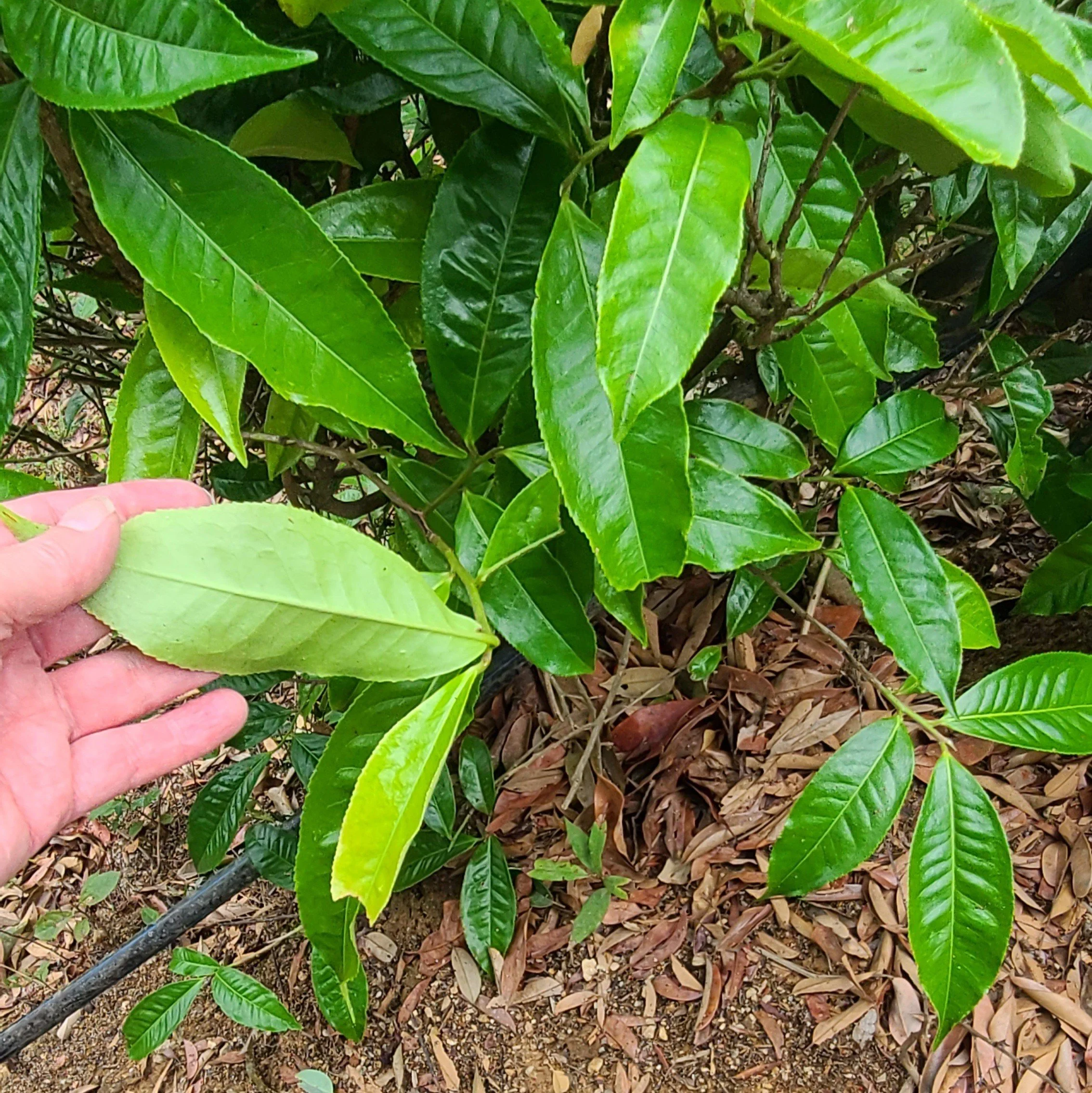 back of the tea leaves