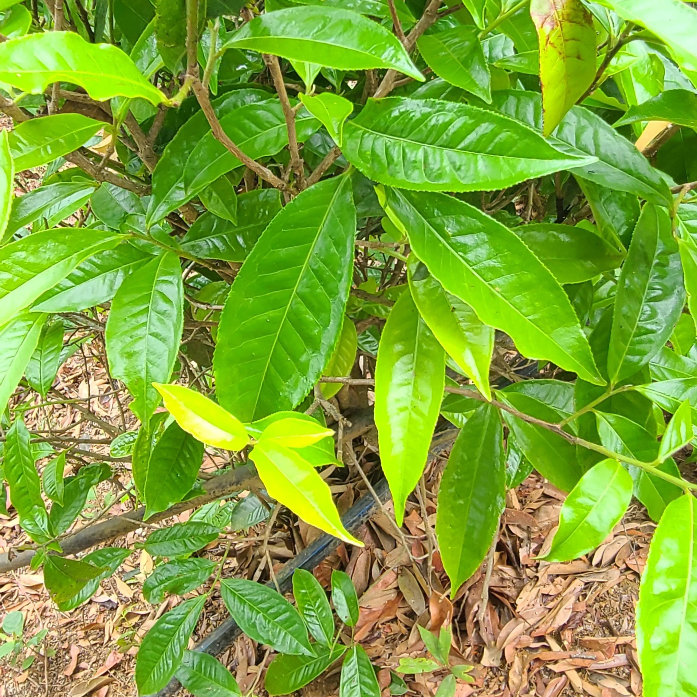 tea tree