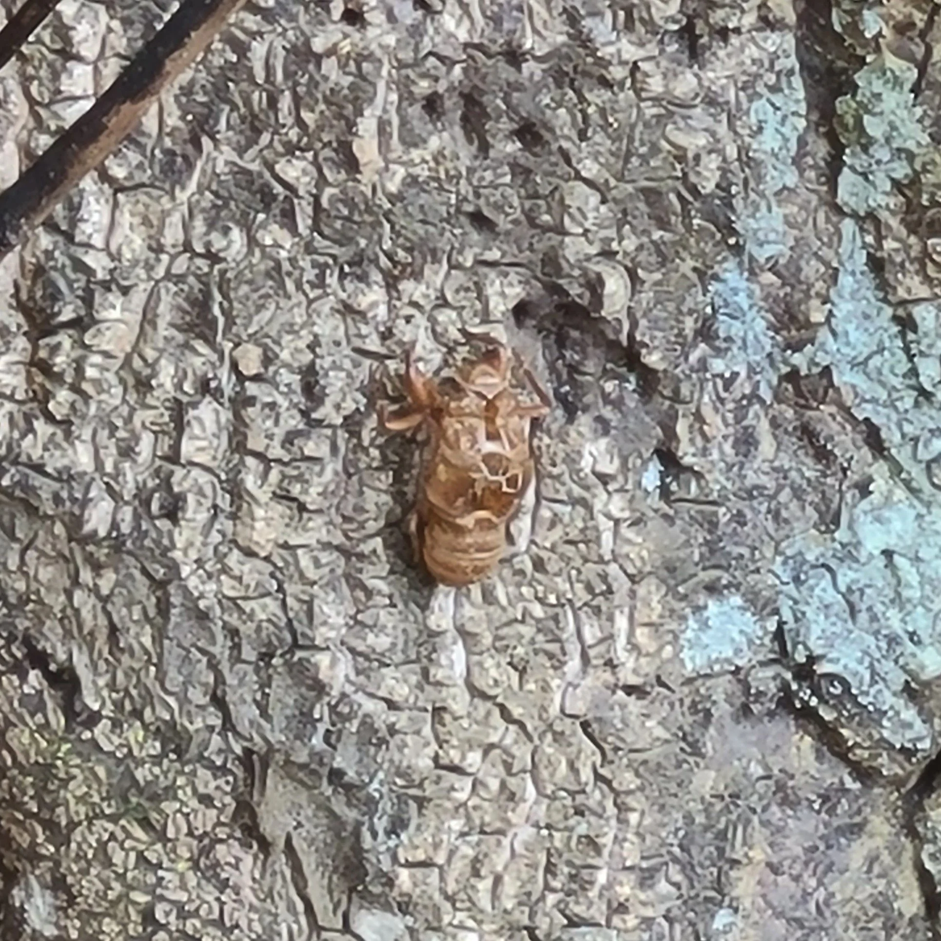 This one had a type of Cicadinae on it.