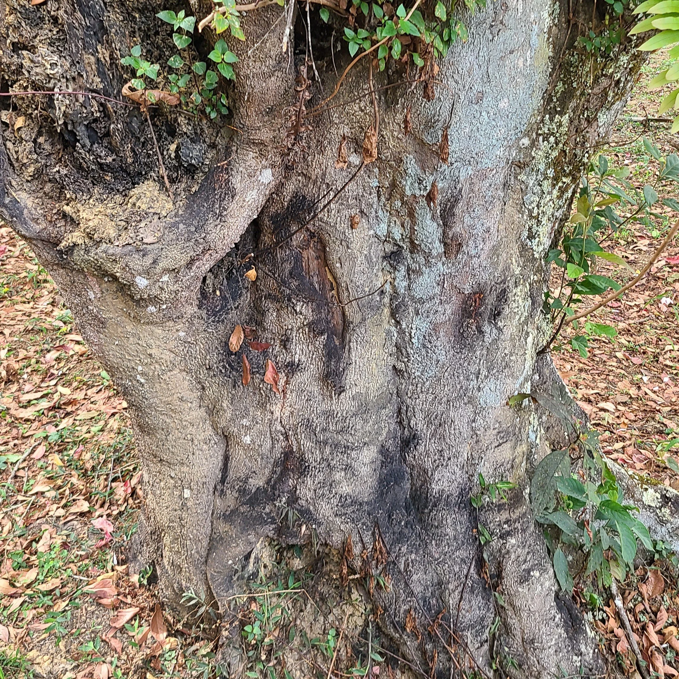 Some of the trees were massive