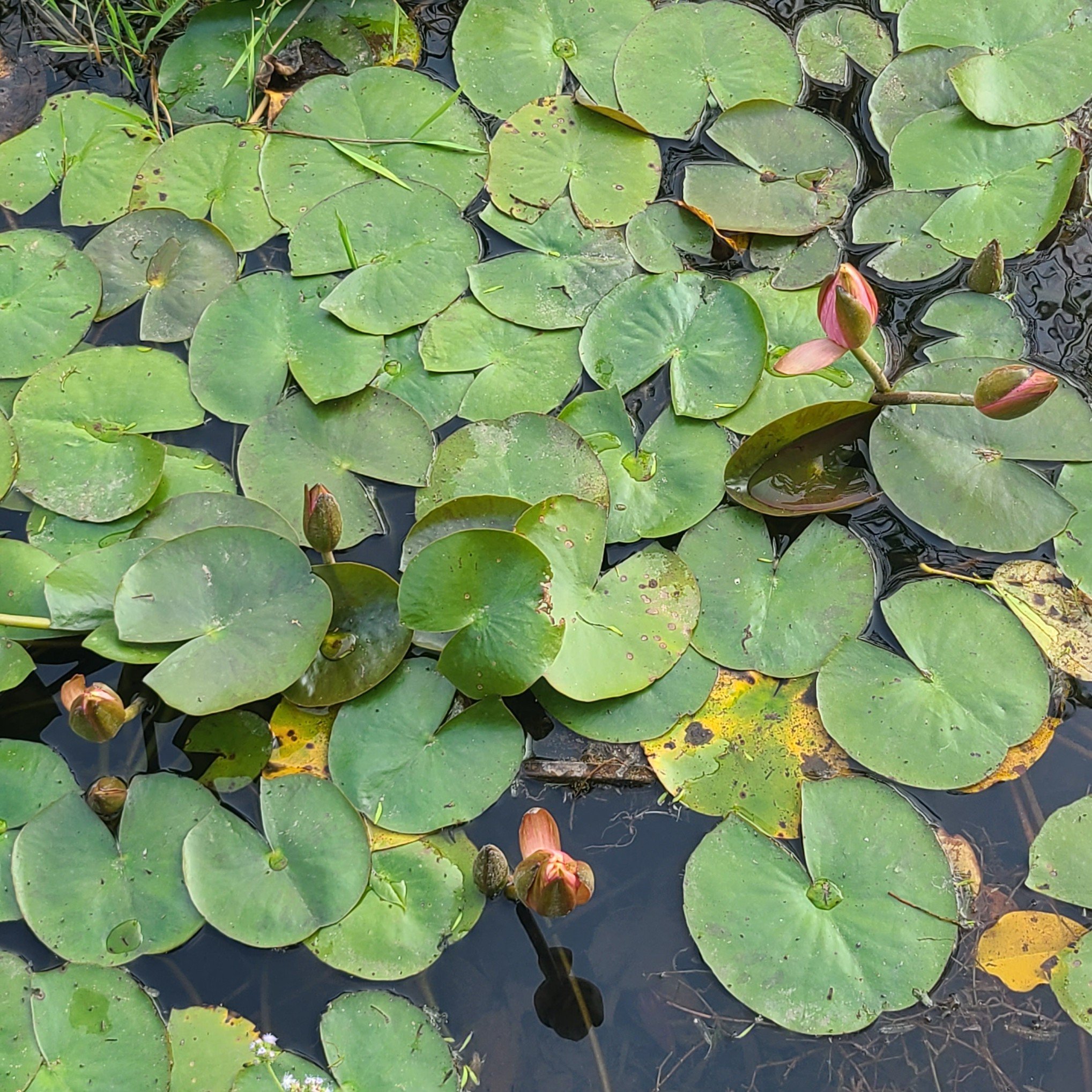 20260422_182621 lotus sq.jpg