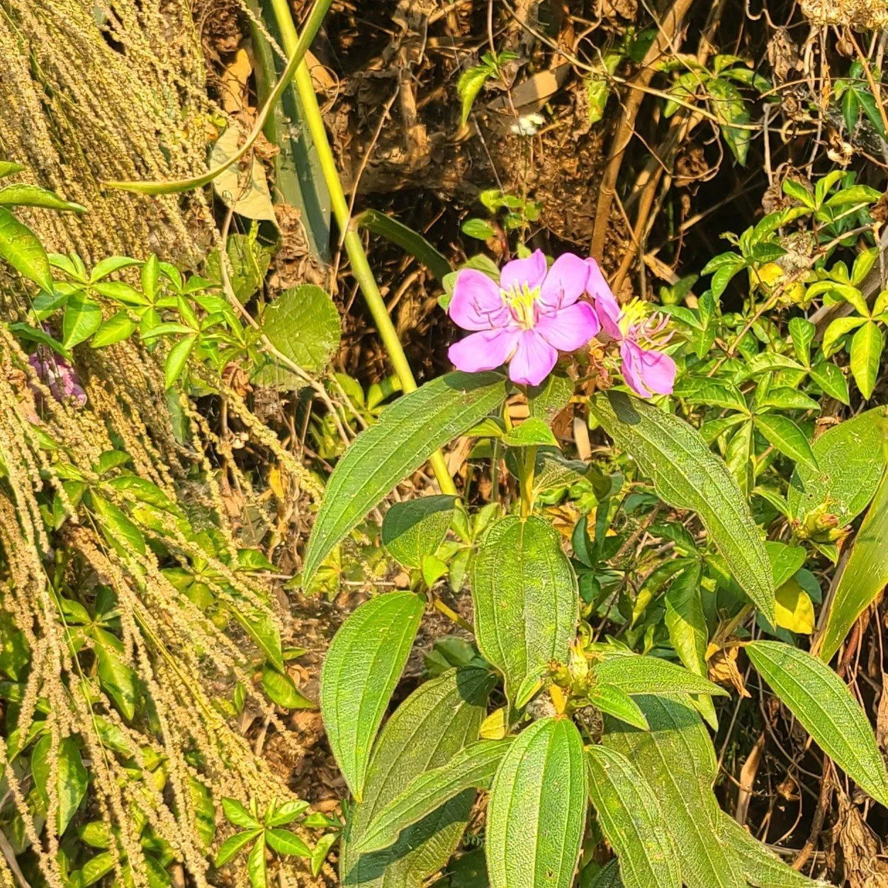20260422_181948 pink sq.jpg