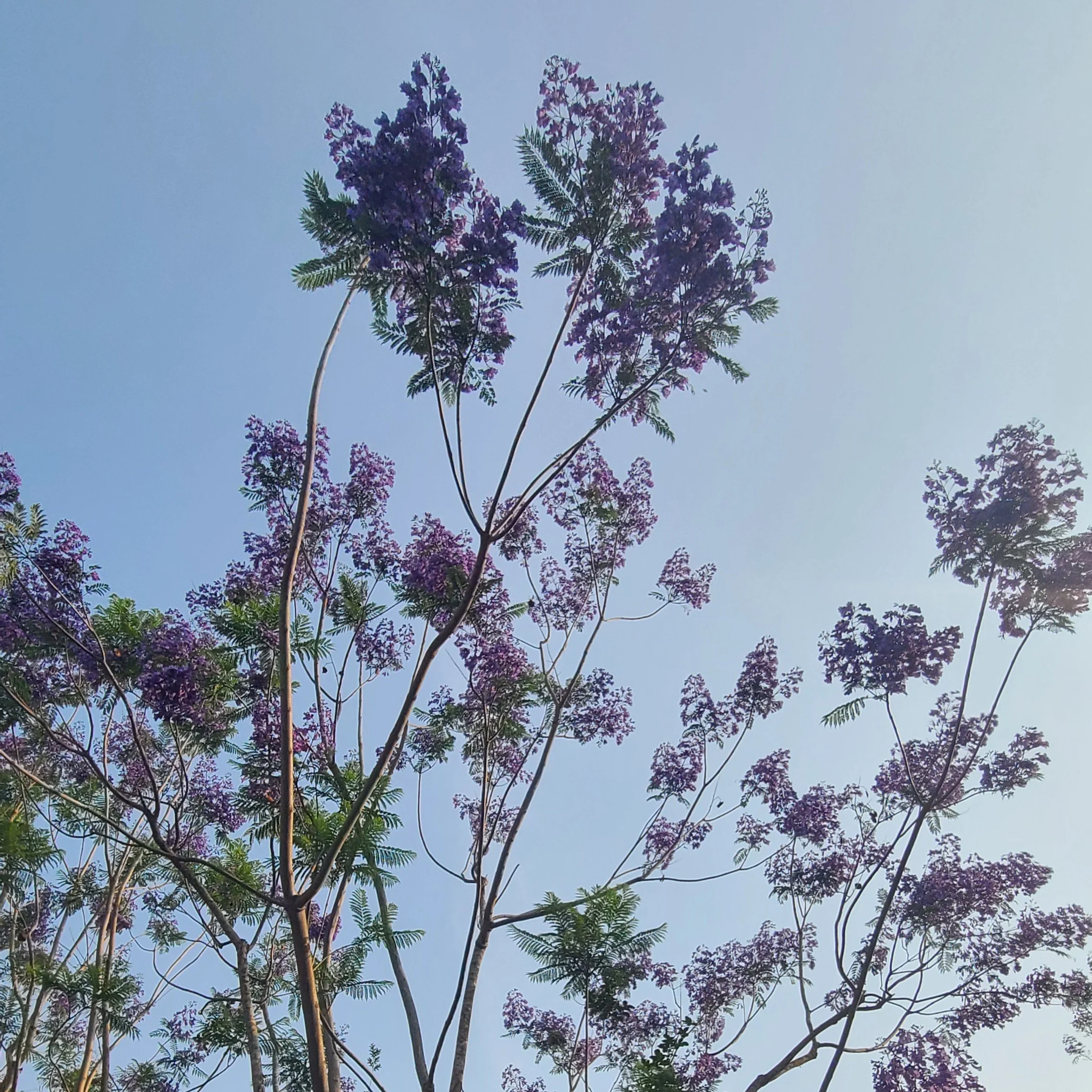 Jacaranda
