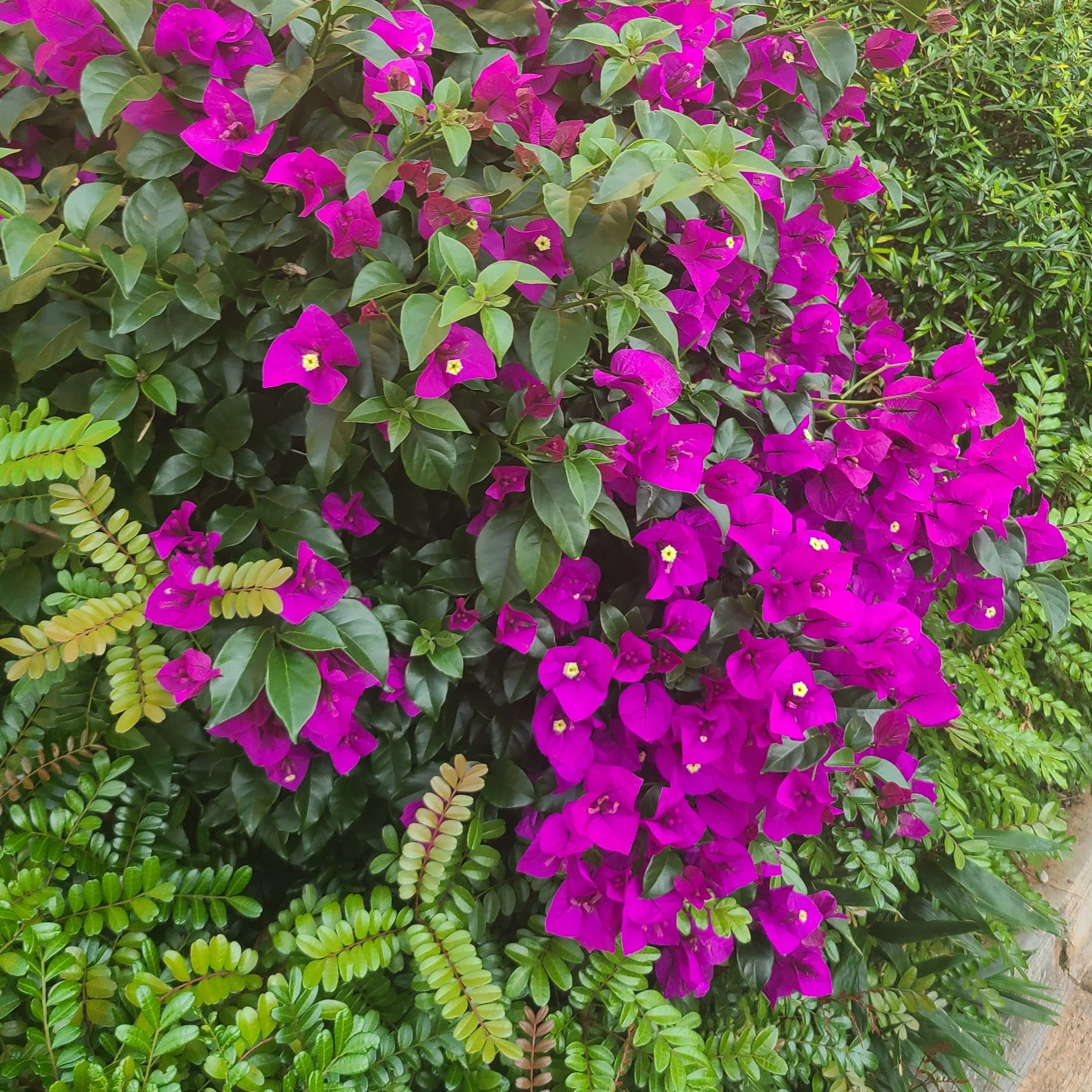 Bougainvillea