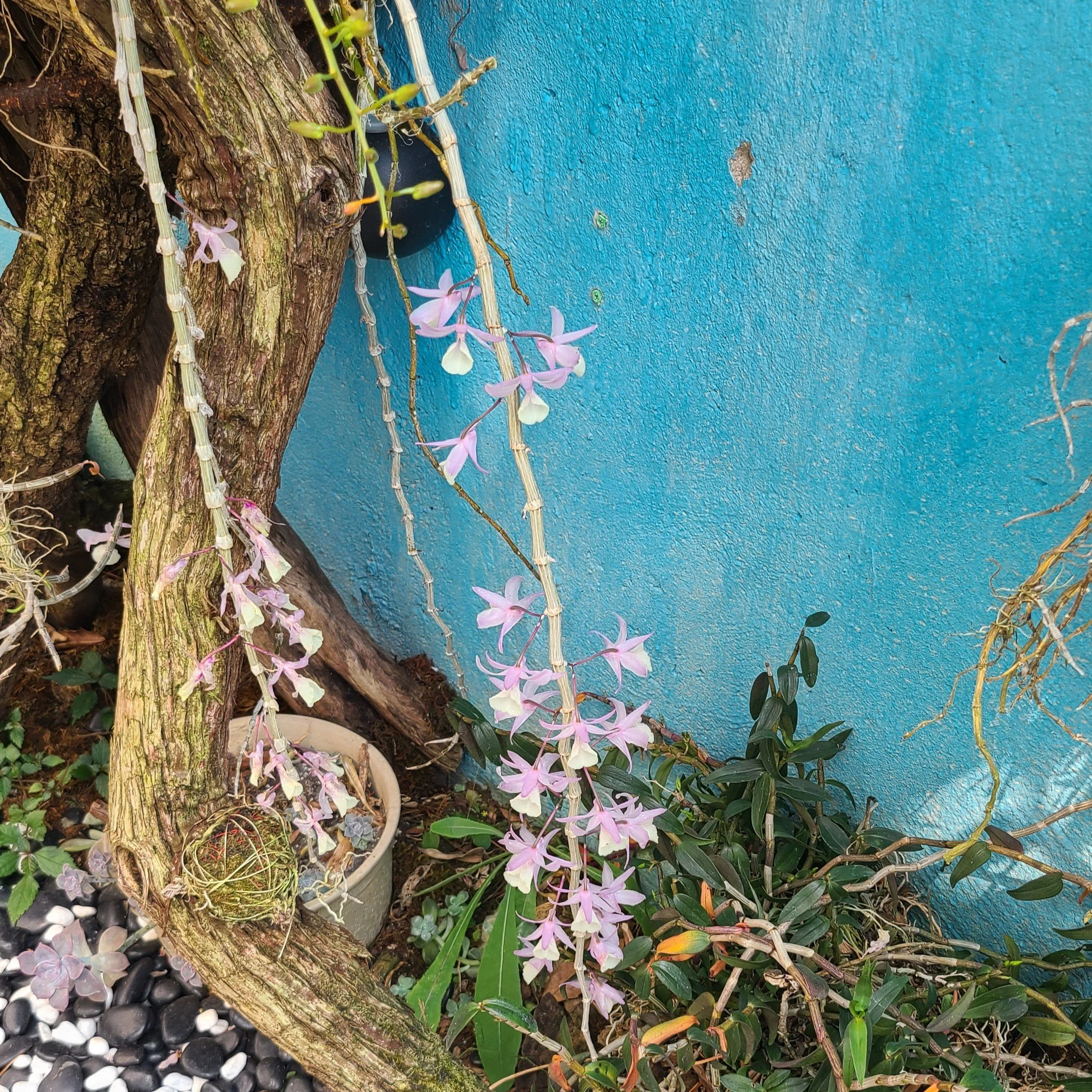 20260422_153447 pink.jpg
