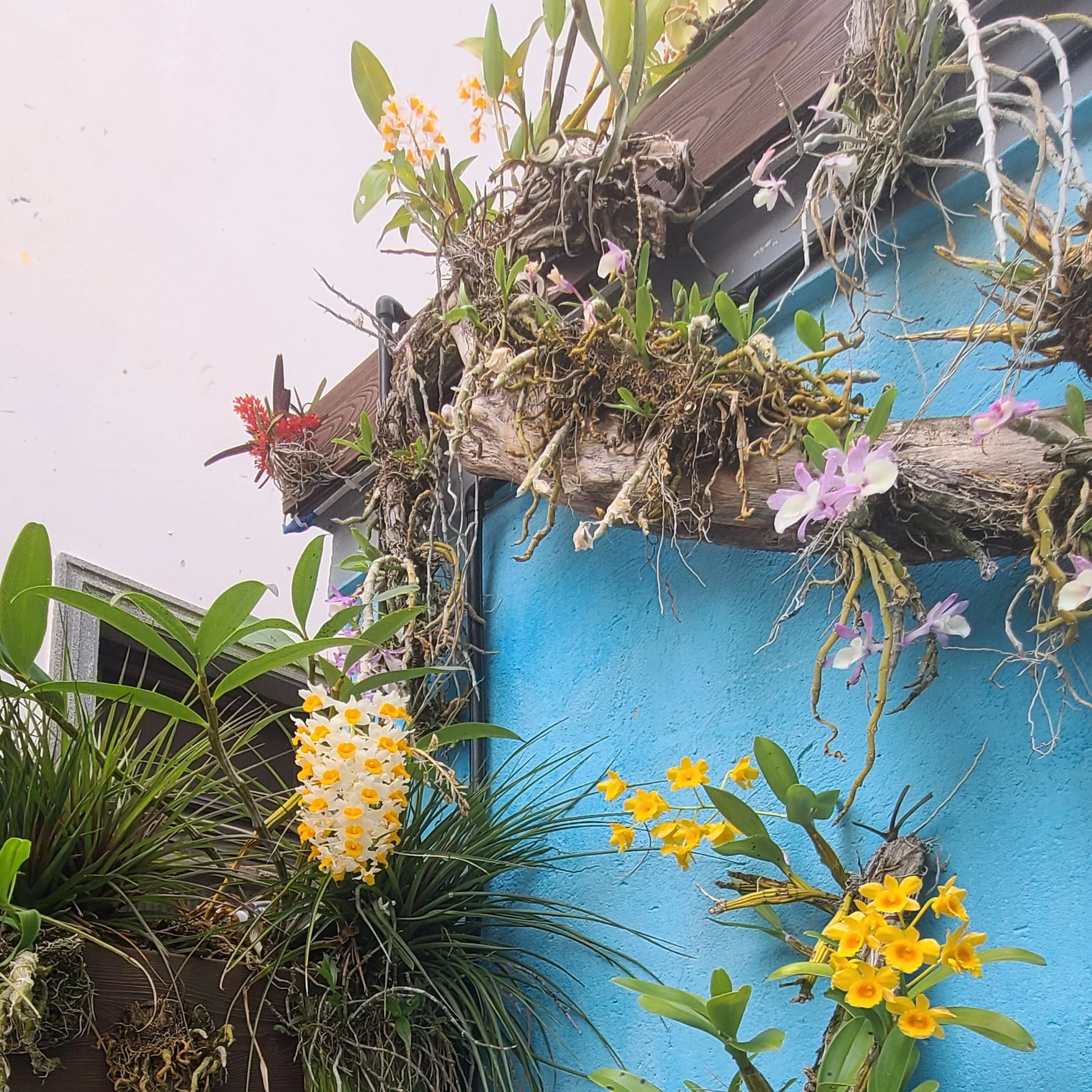 20260422_152330 flowers.jpg