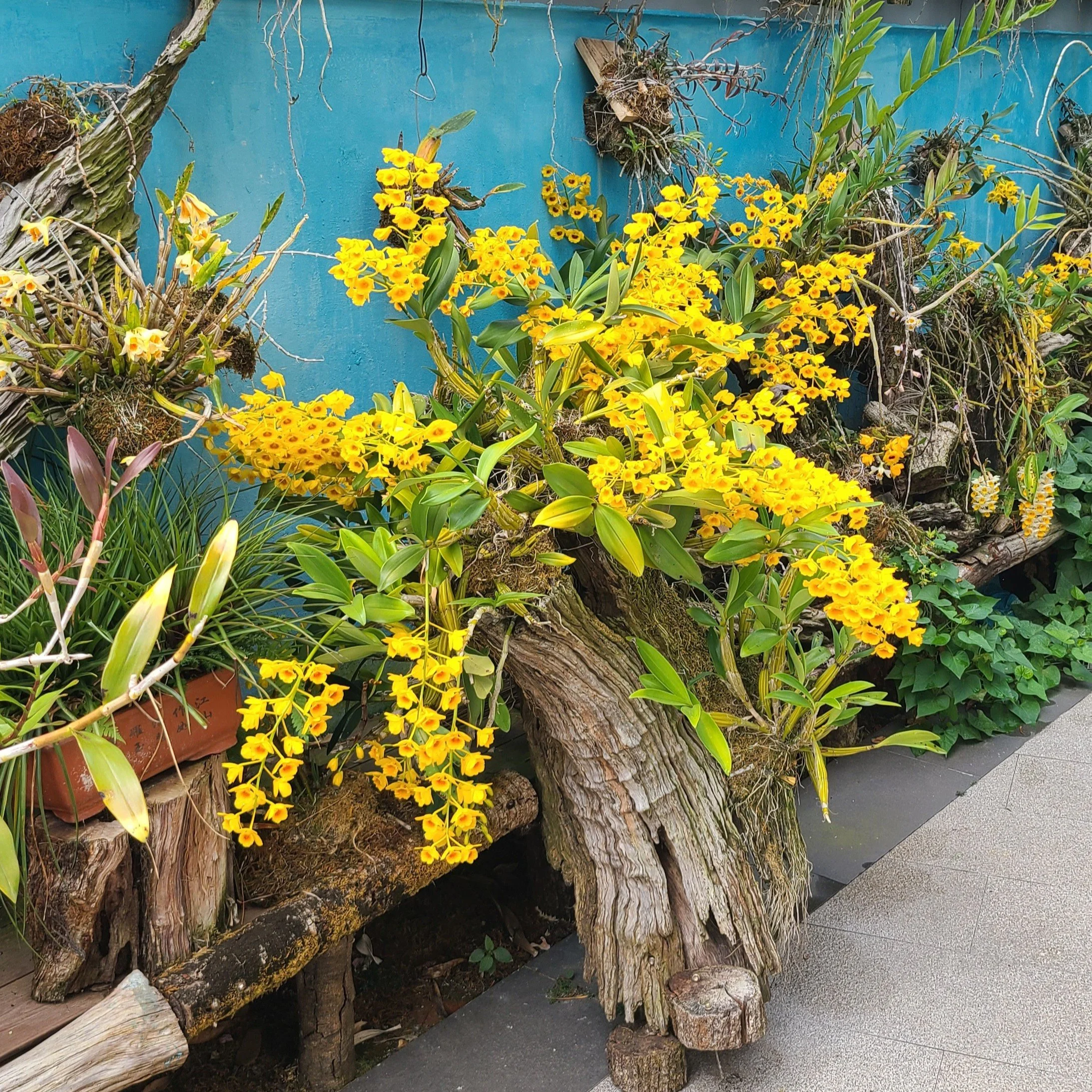 Shi Hu (石斛), or Dendrobium