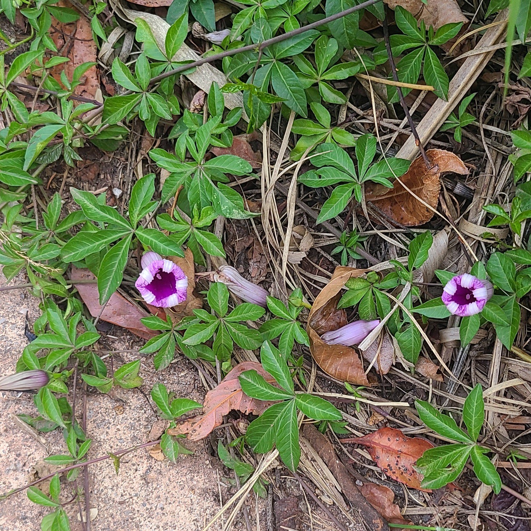 Morning glory