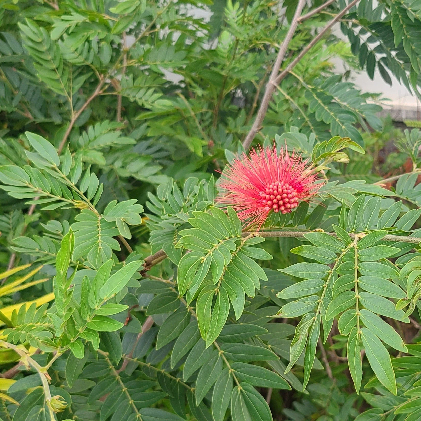 20260423_080952 red .jpg