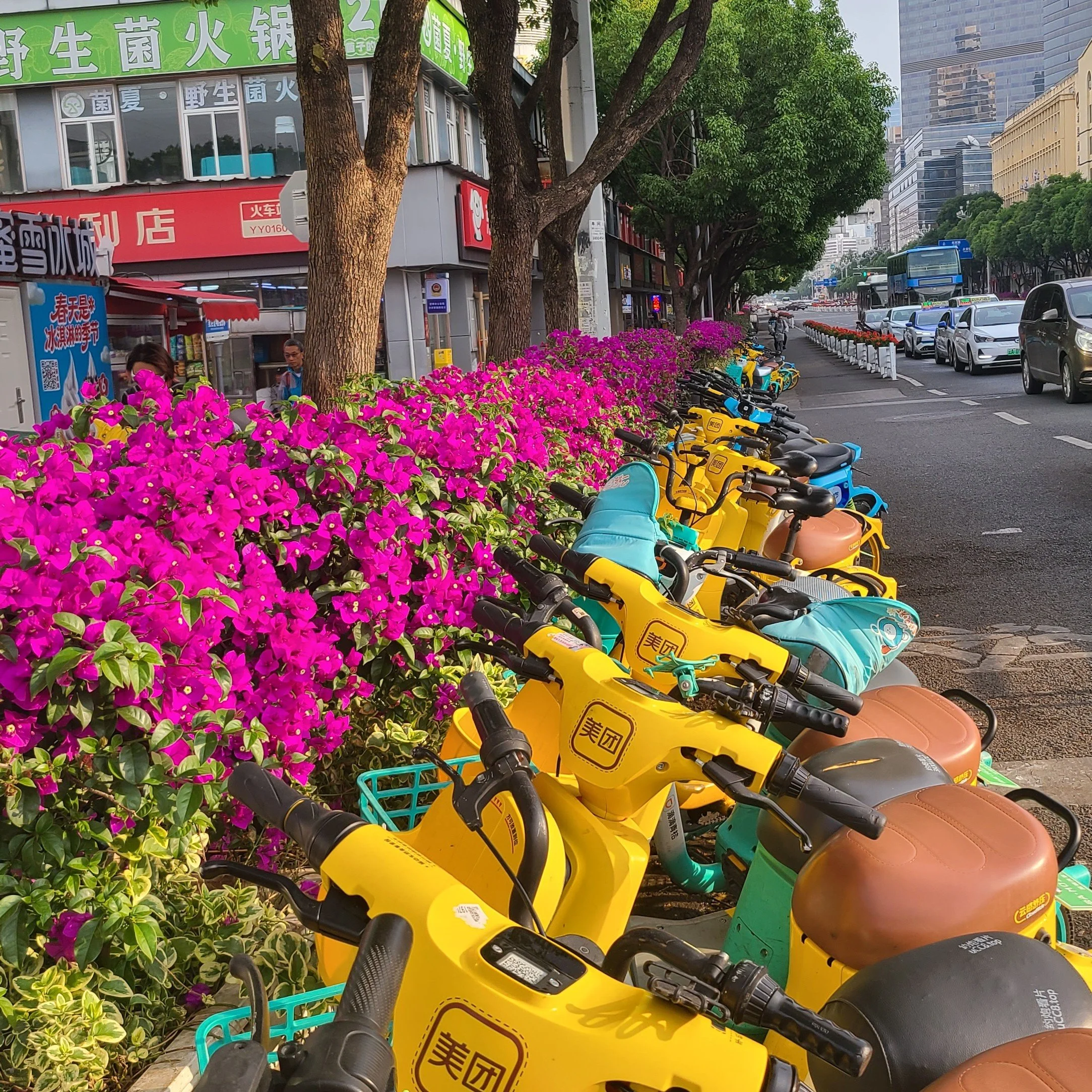 Yunnan VI - Yunnan Flowers