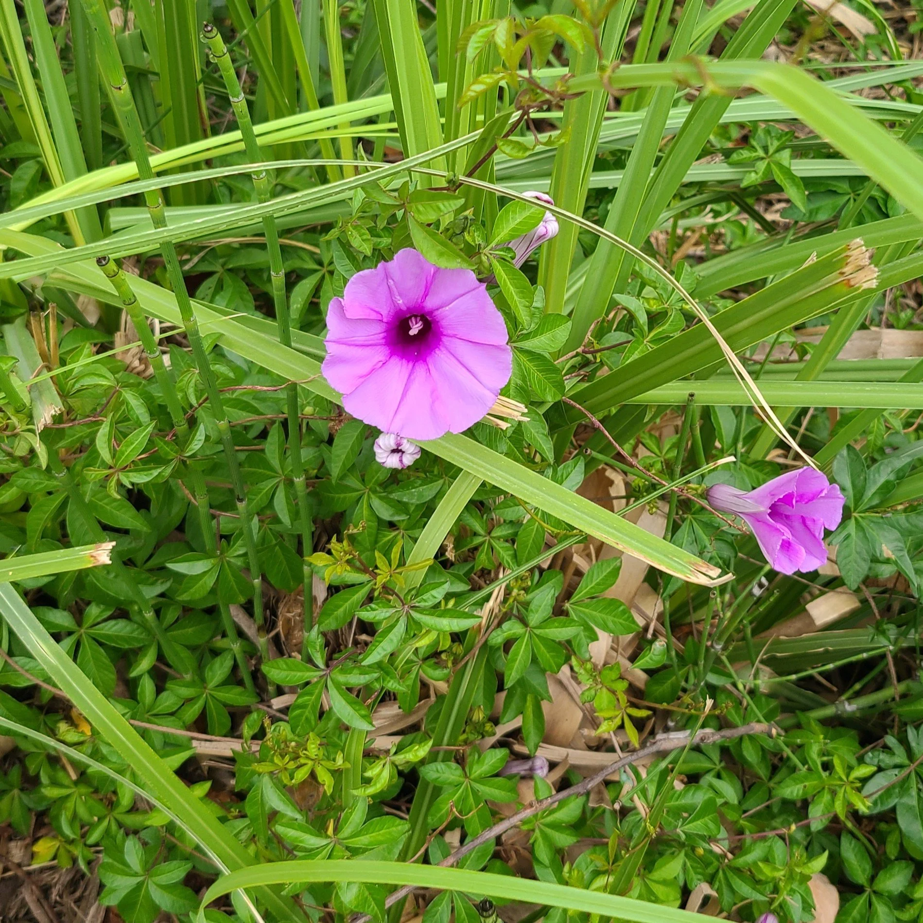 20260423_081432 purple.jpg