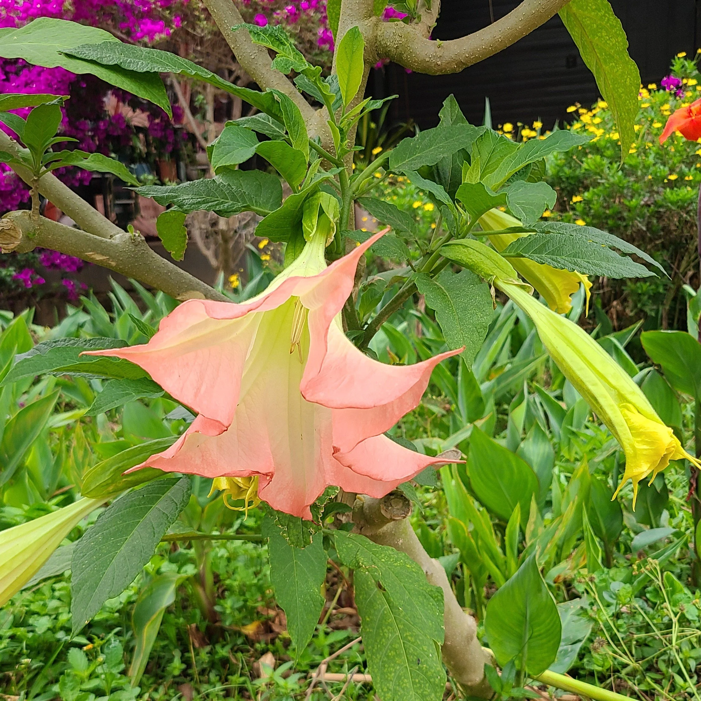 20260423_091848 peach.jpg