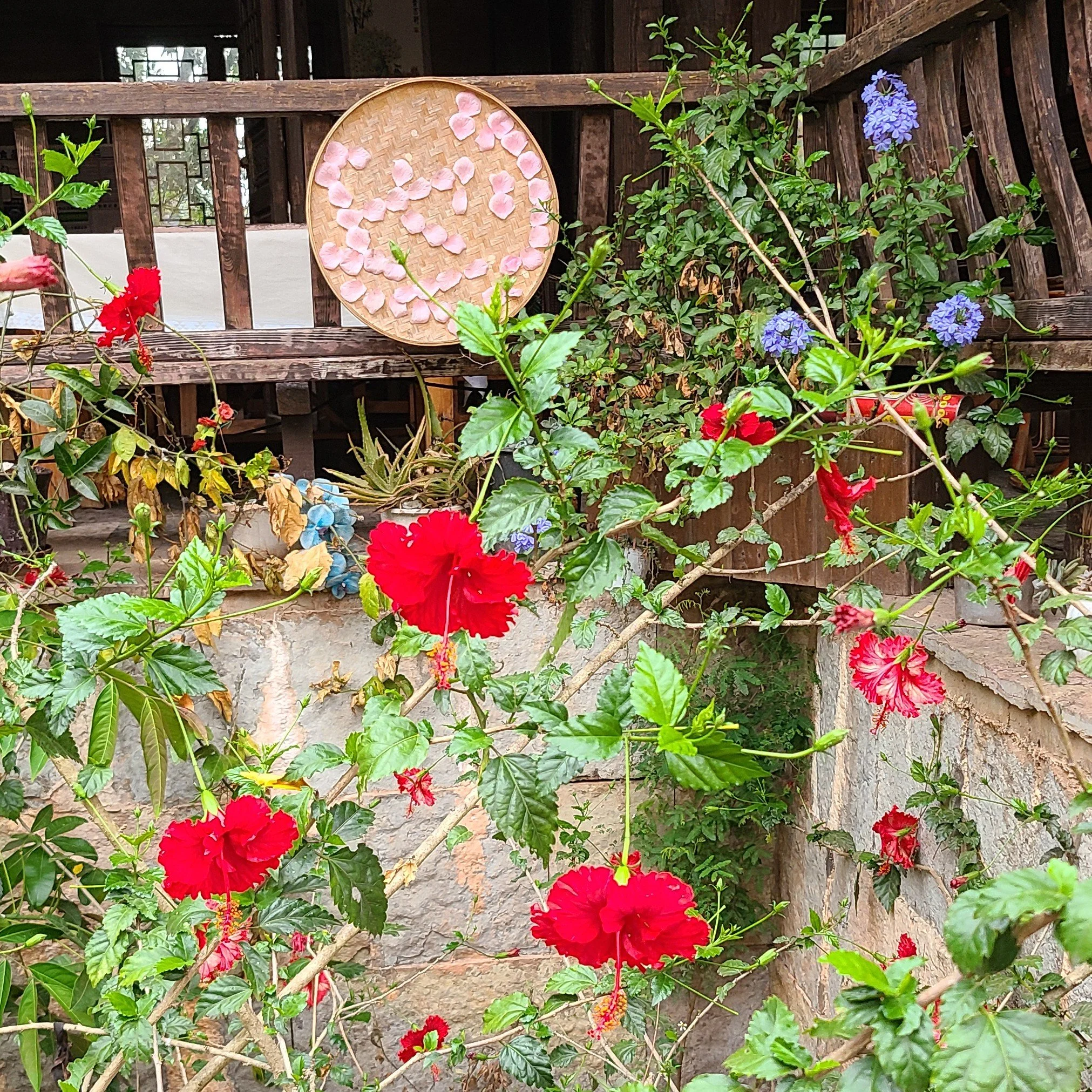 Hibiscus