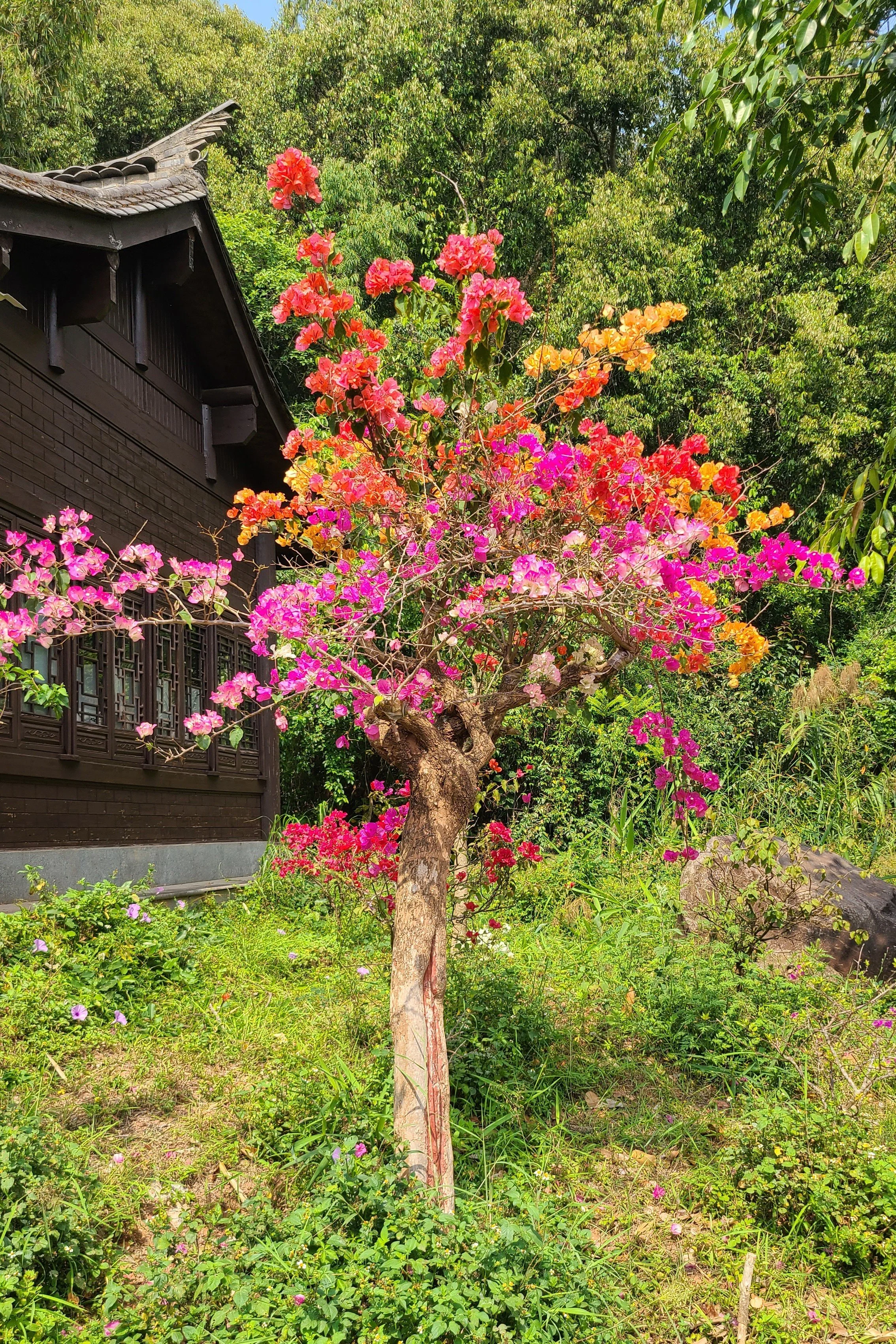 20260423_152952 bouganvillea.jpg