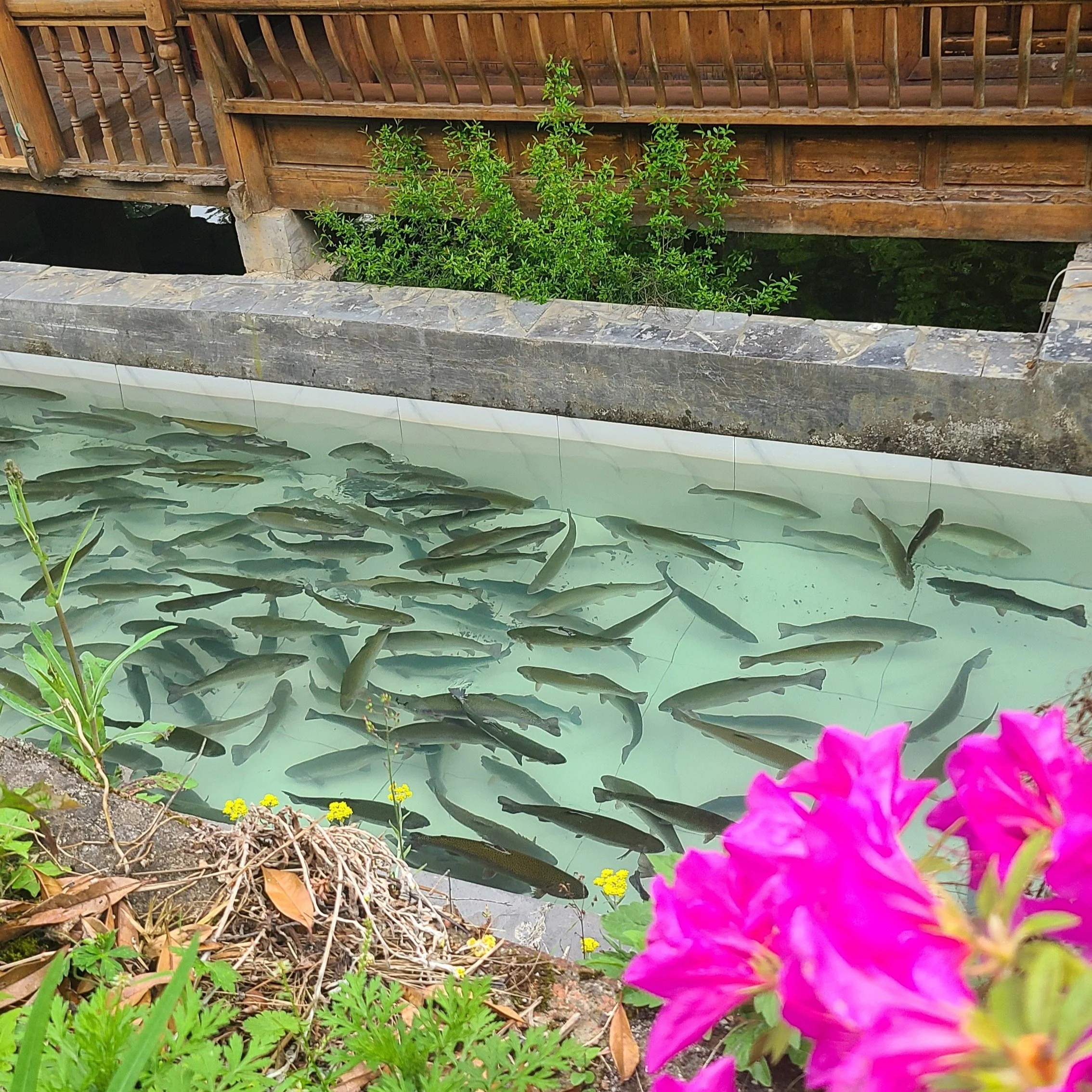 Salmon (and sturgeon) farm at Duyun