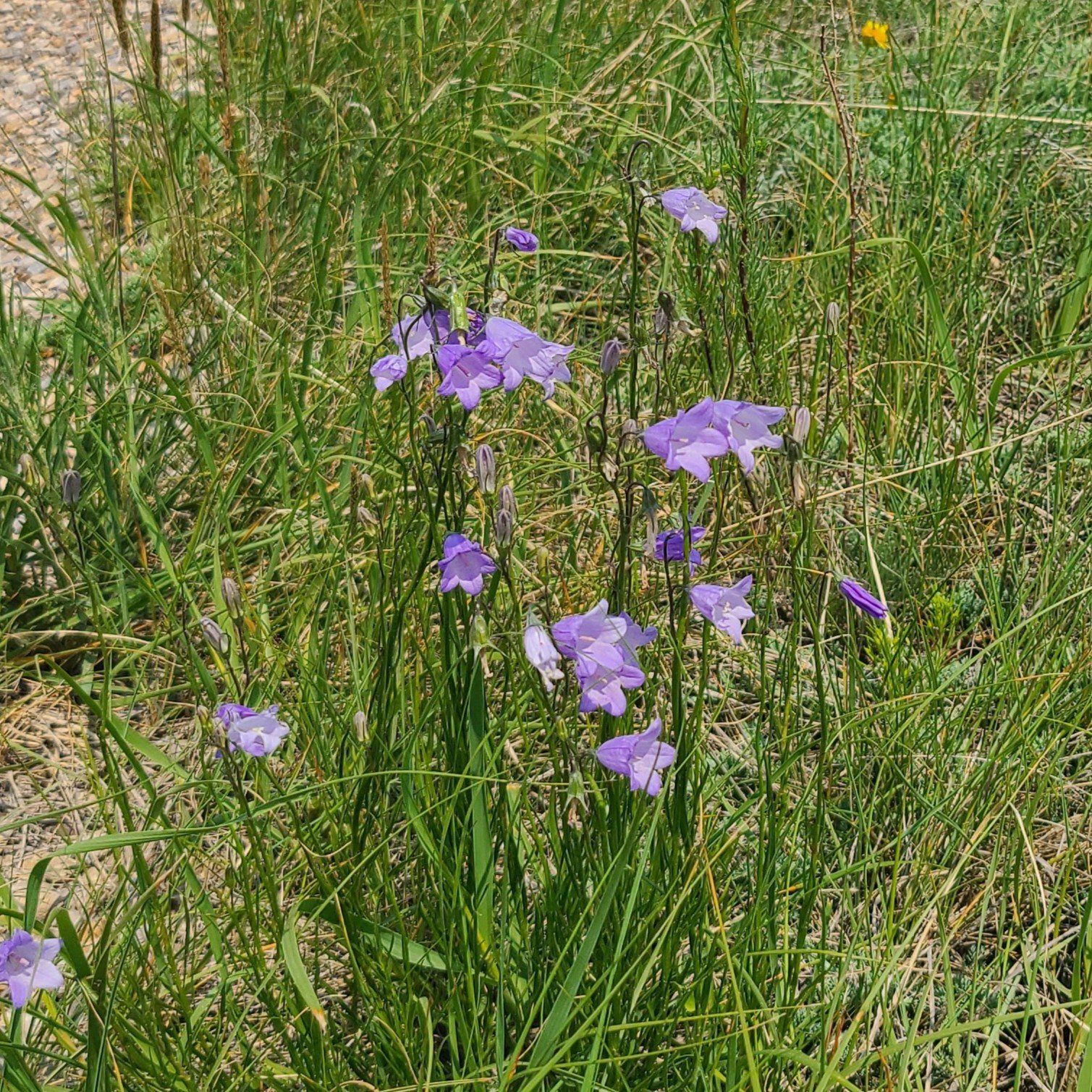 20260630_133335 purple.jpg