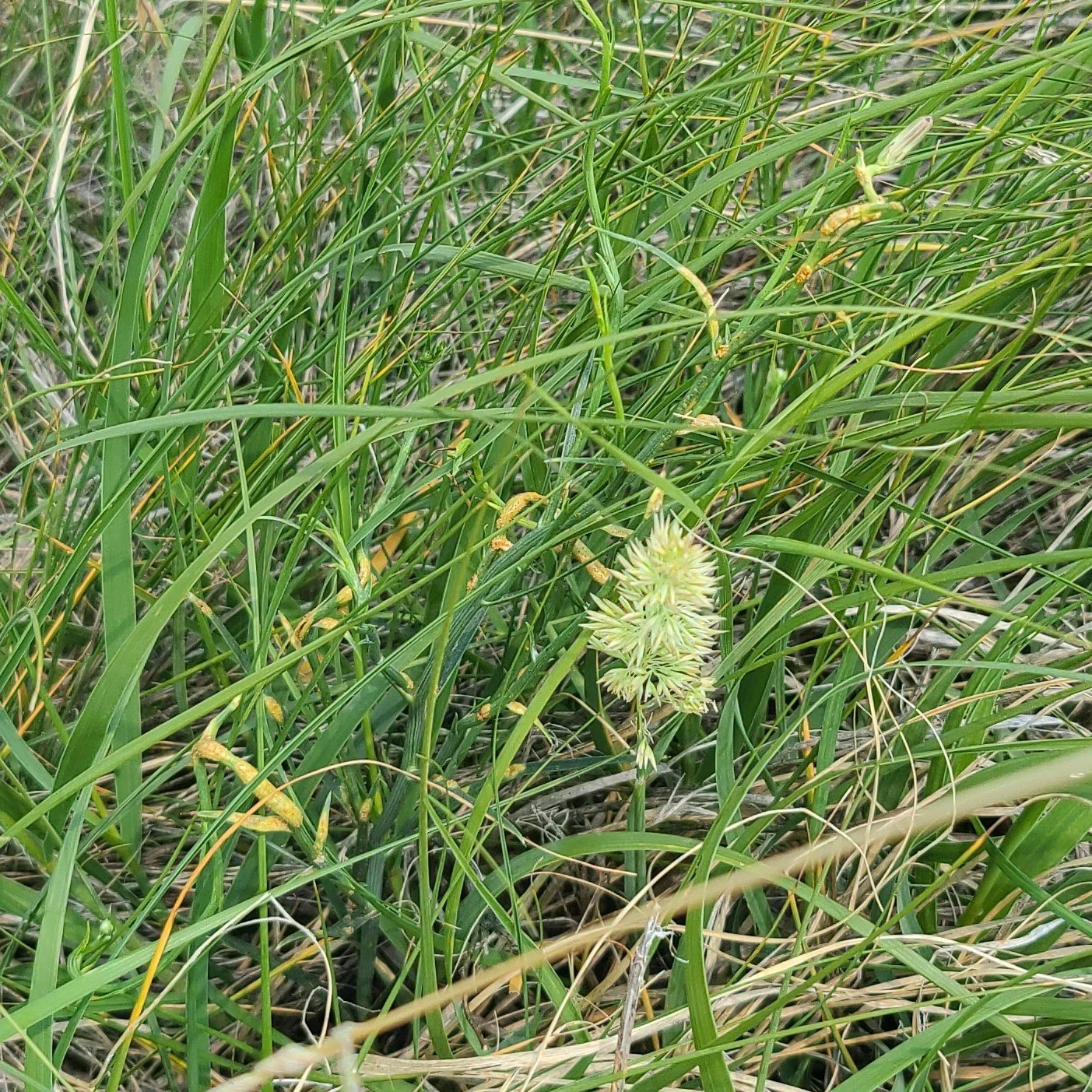 20260630_133855 grass.jpg