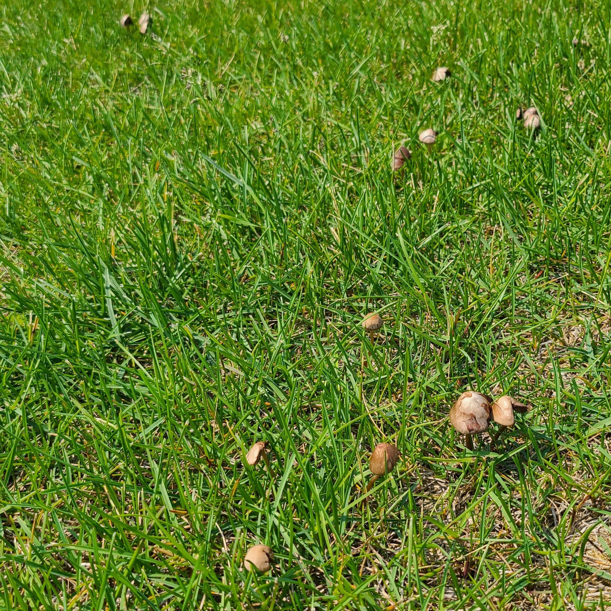 20260630_134312 mushhrooms.jpg