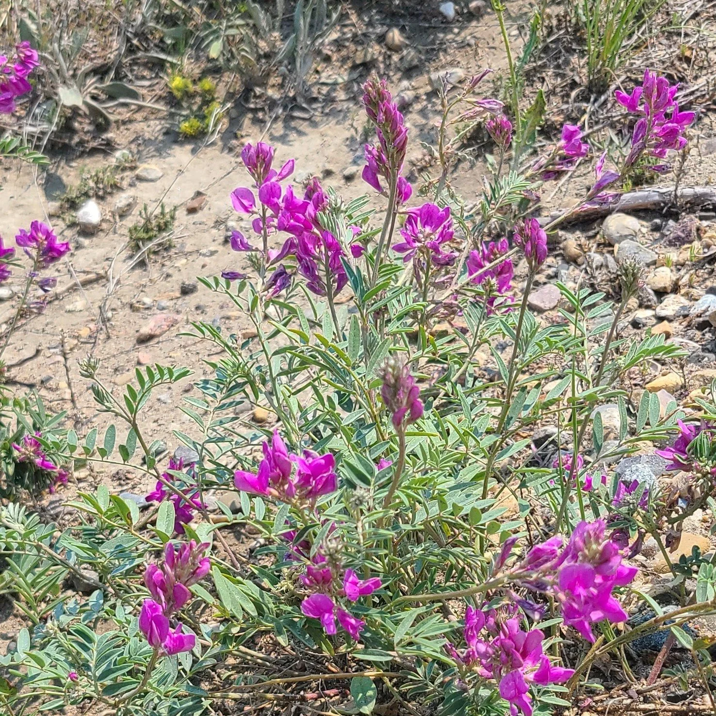 20260630_132823 pink.jpg