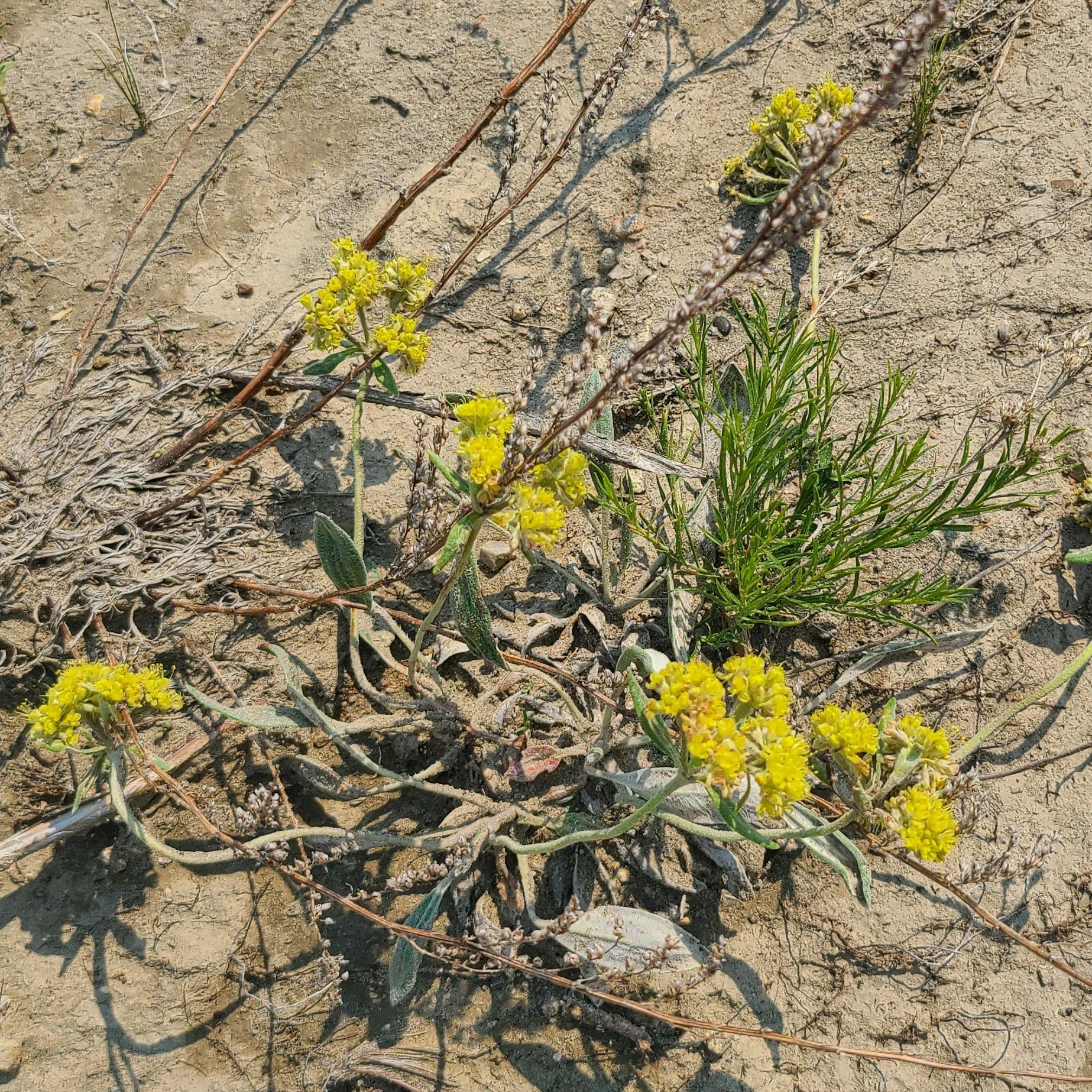 20260630_132803 yellow .jpg