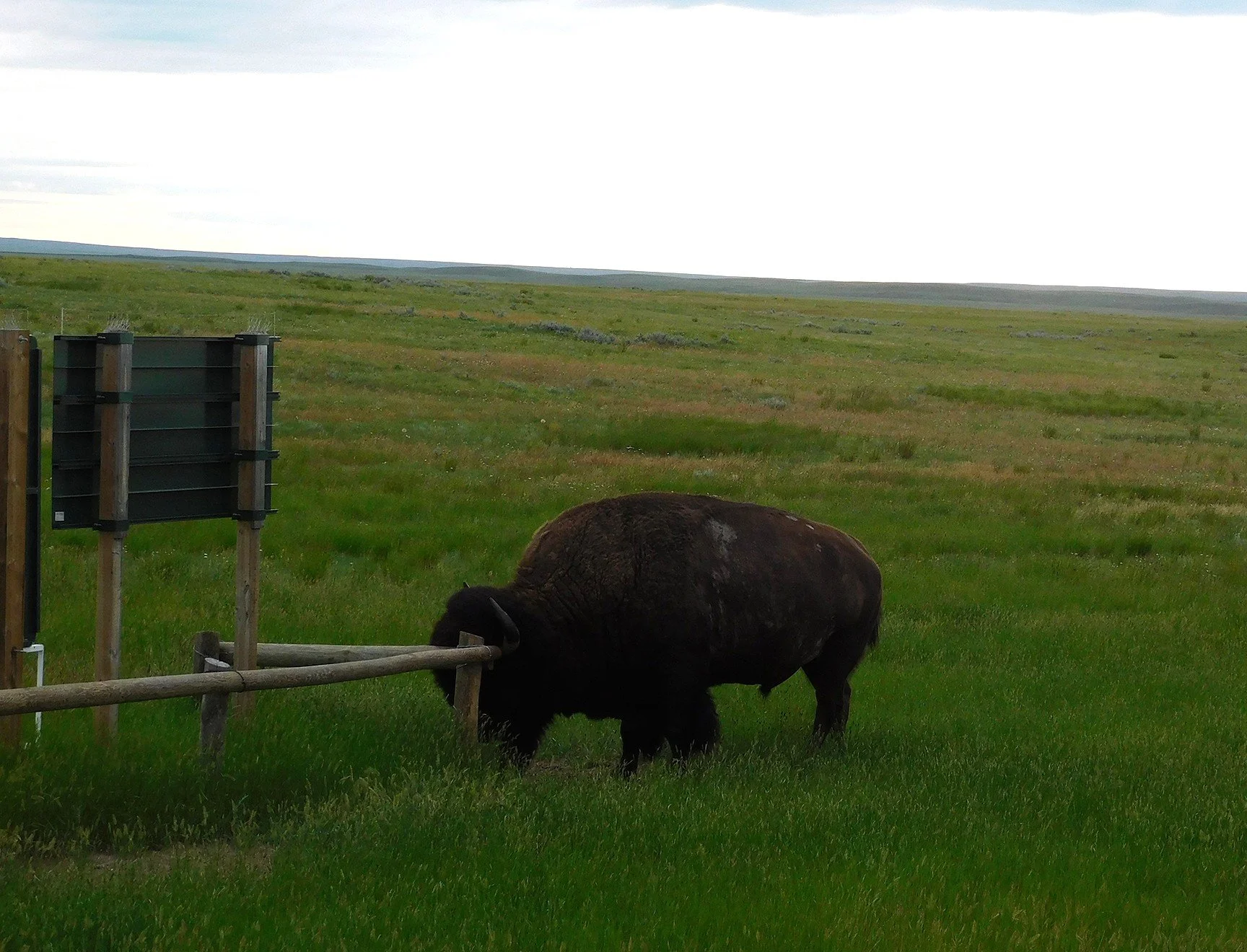 Grasslands