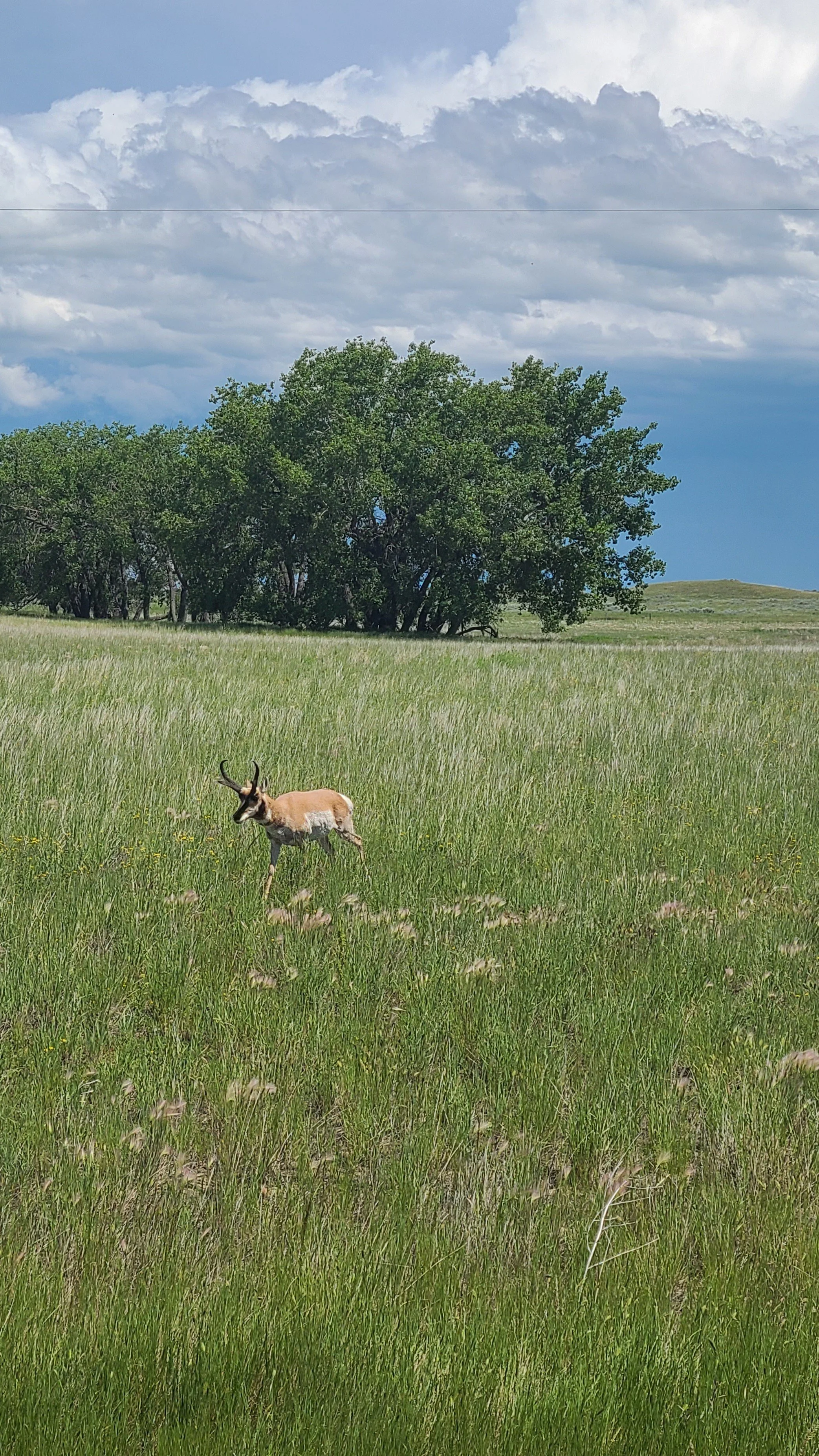 Pronghorn (Antilocapra americana) on the landscape
