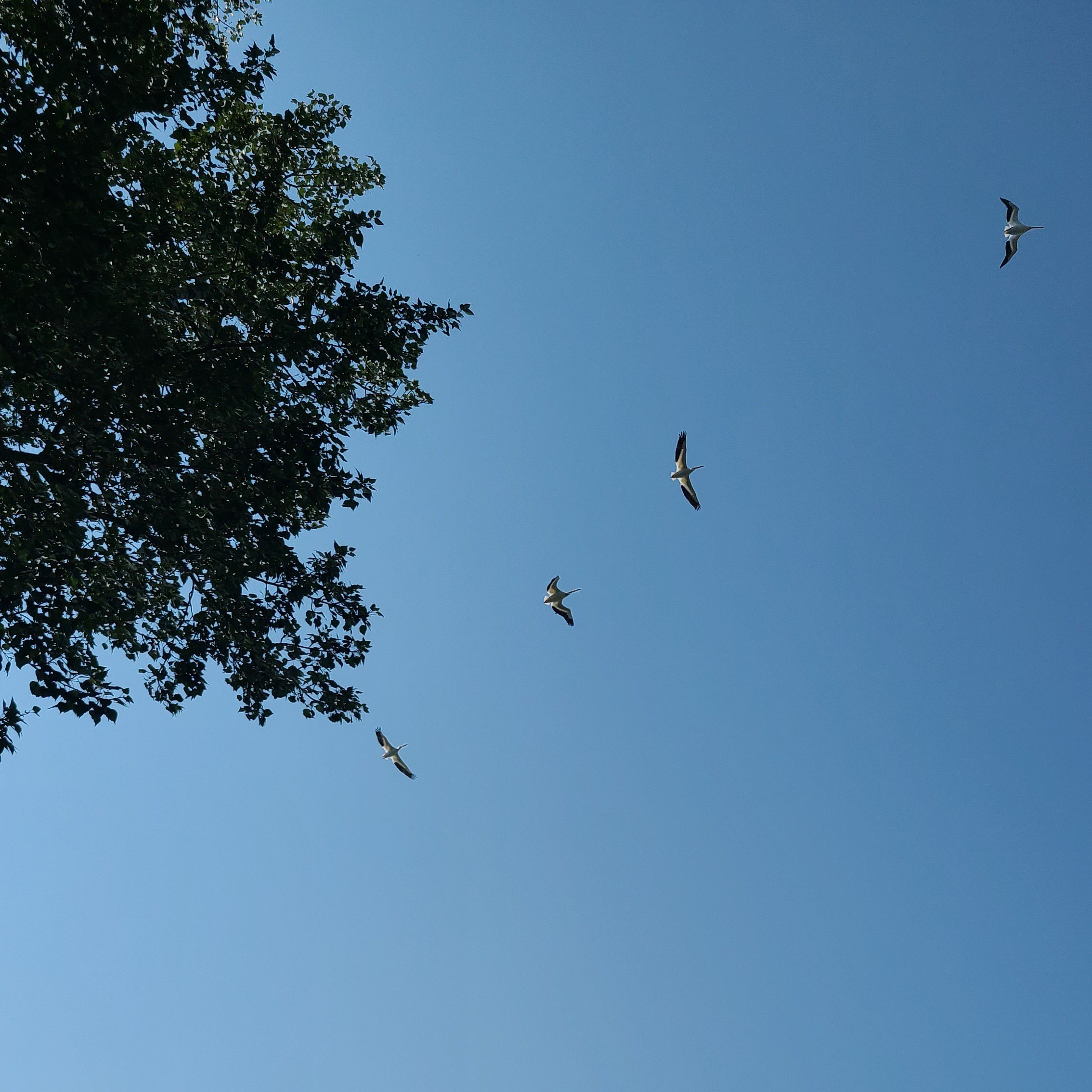 20260719_104601 pelicans.jpg
