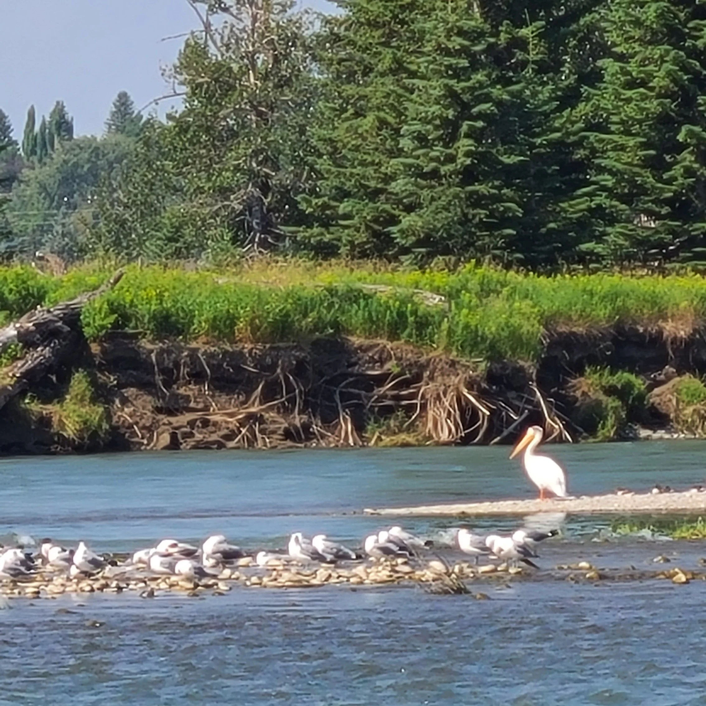 20260719_105119 gulls.jpg