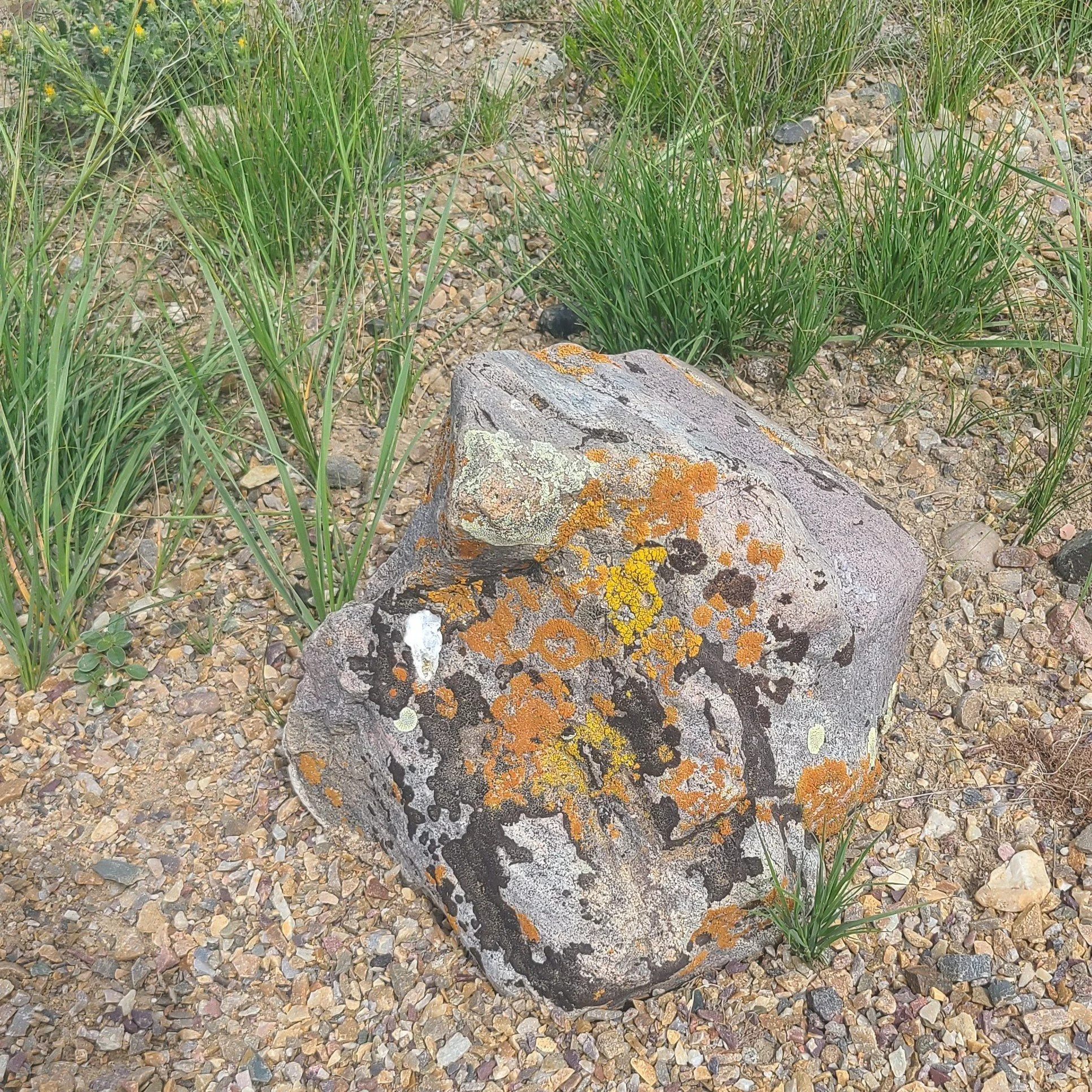 20260703_135112 lichen.jpg
