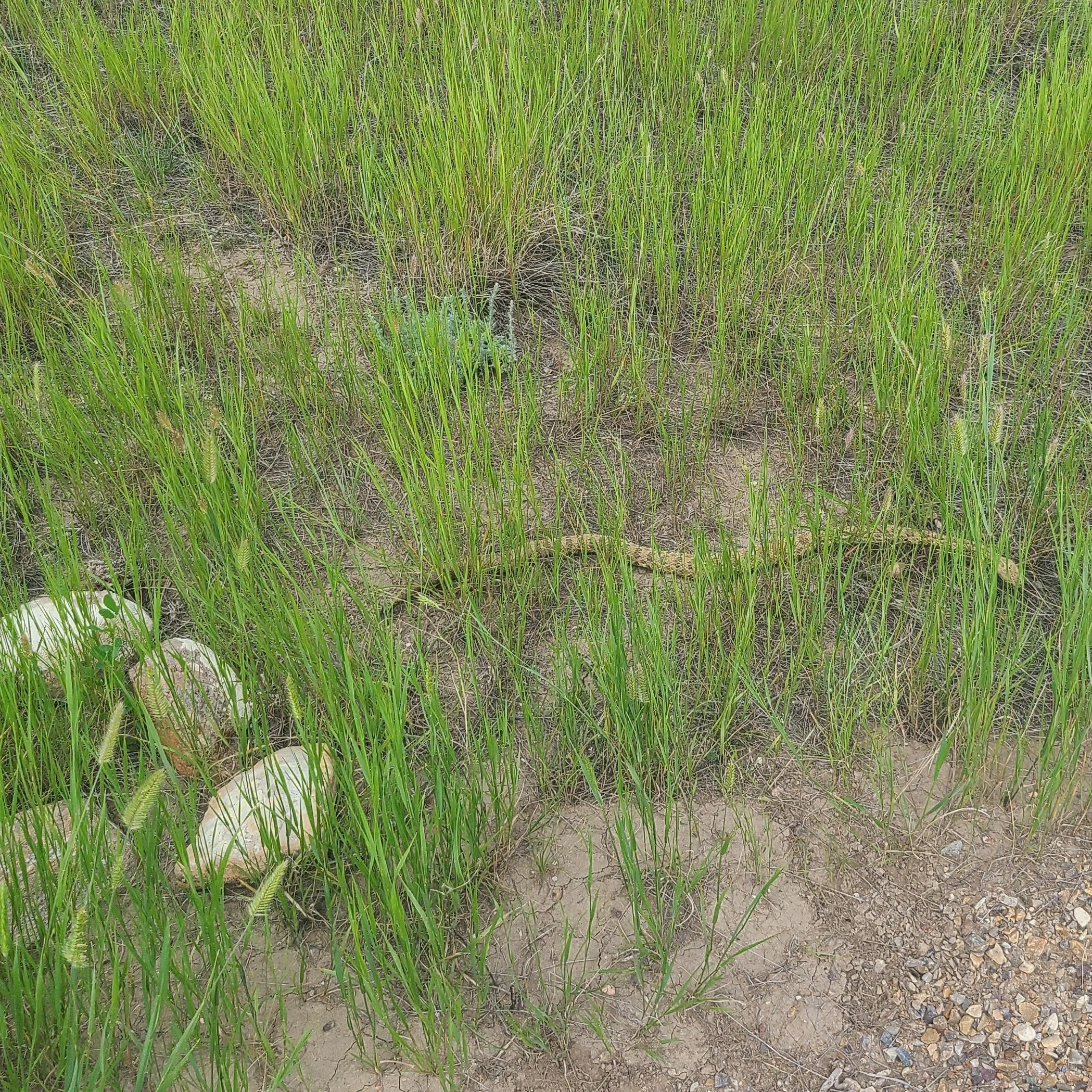 20260703_140816 rattlesnake.jpg