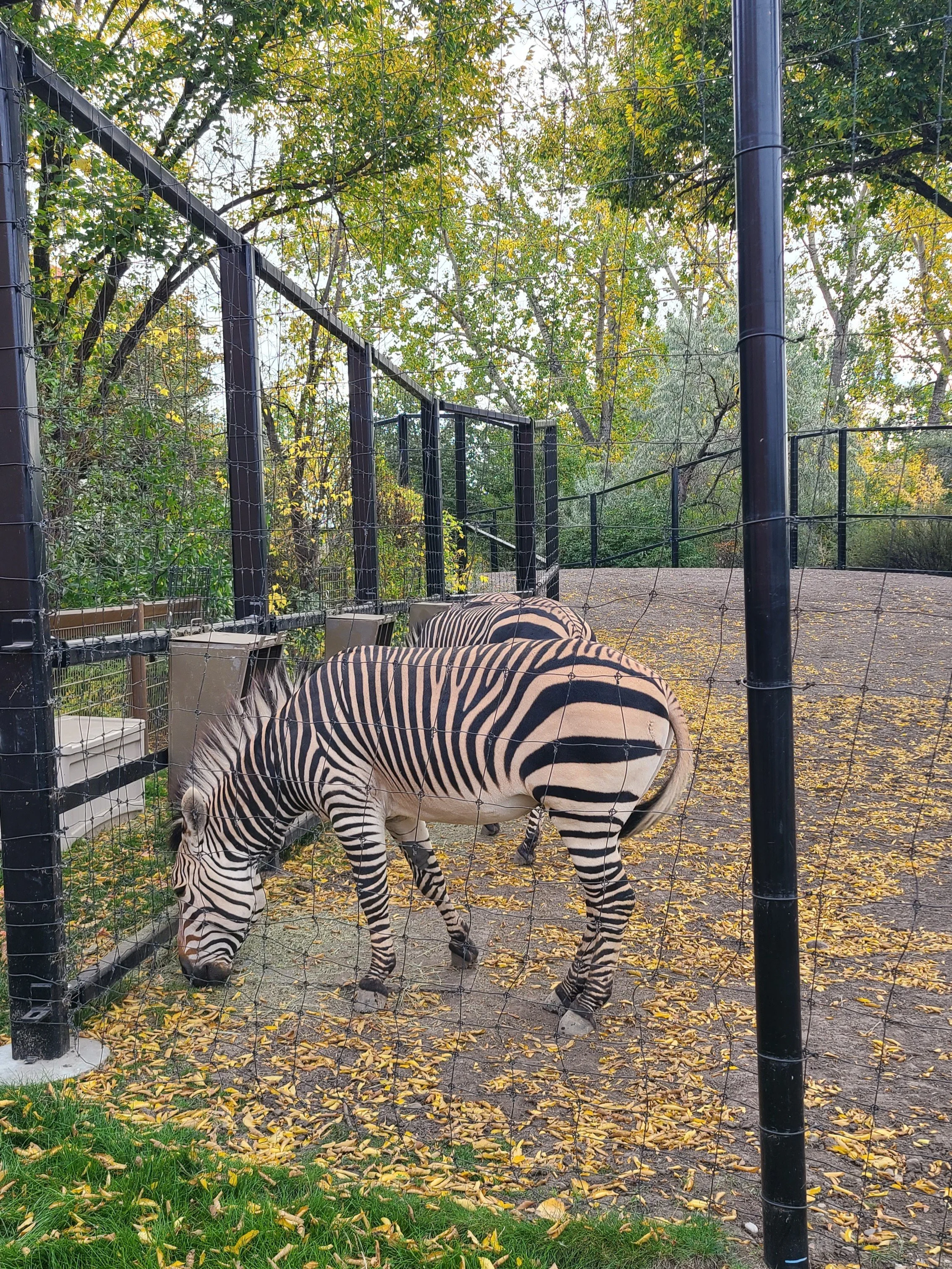 20260926_101828 hartmann mtn zebra.jpg