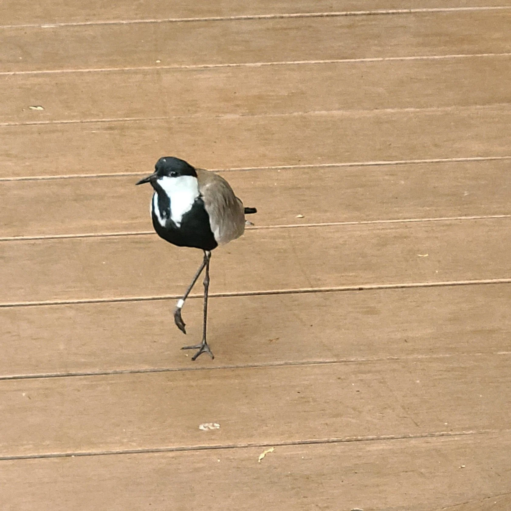20260926_105444spur winged lapwing.jpg