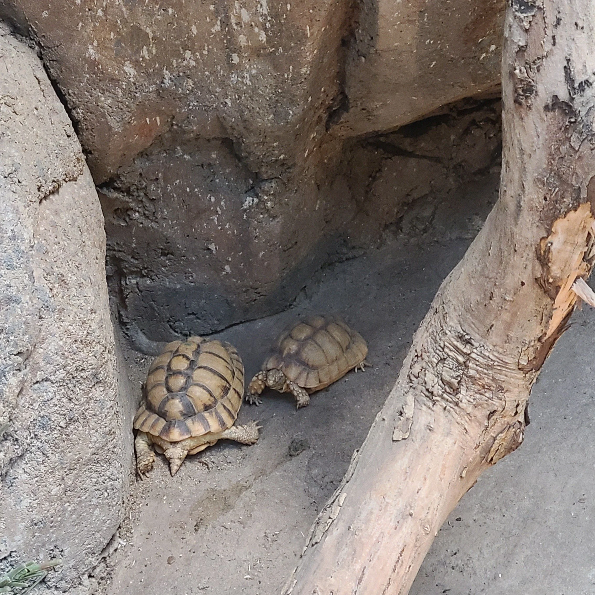 20260926_110141 egy tortoise.jpg