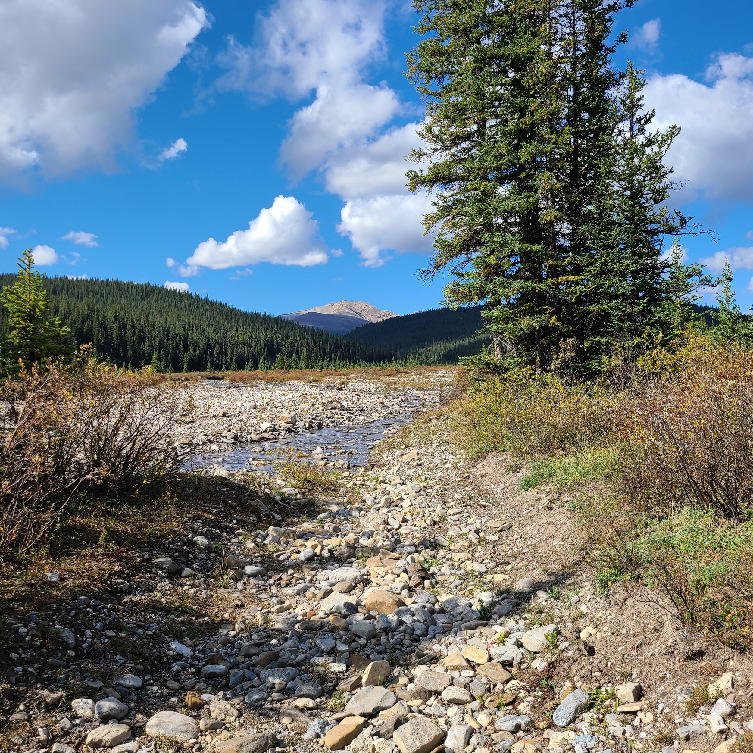 Following the final report of Alberta Wilderness Association (AWA's) 15-year monitoring of the Bighorn Backcountry, a 2023 hike proved that no amount of trail maintenance would be sustainable for OHV (off highway vehicle) use.