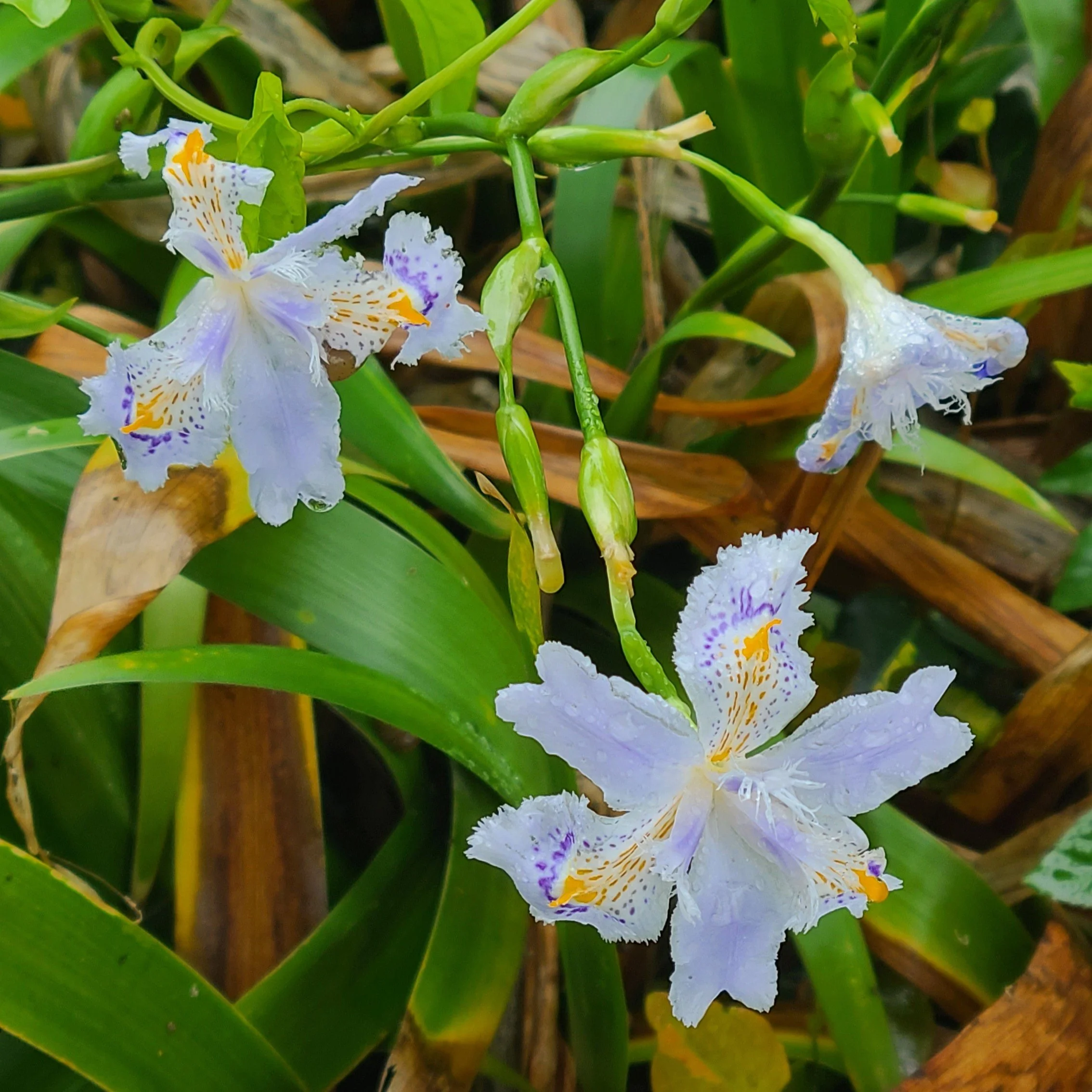 Fringed Iris