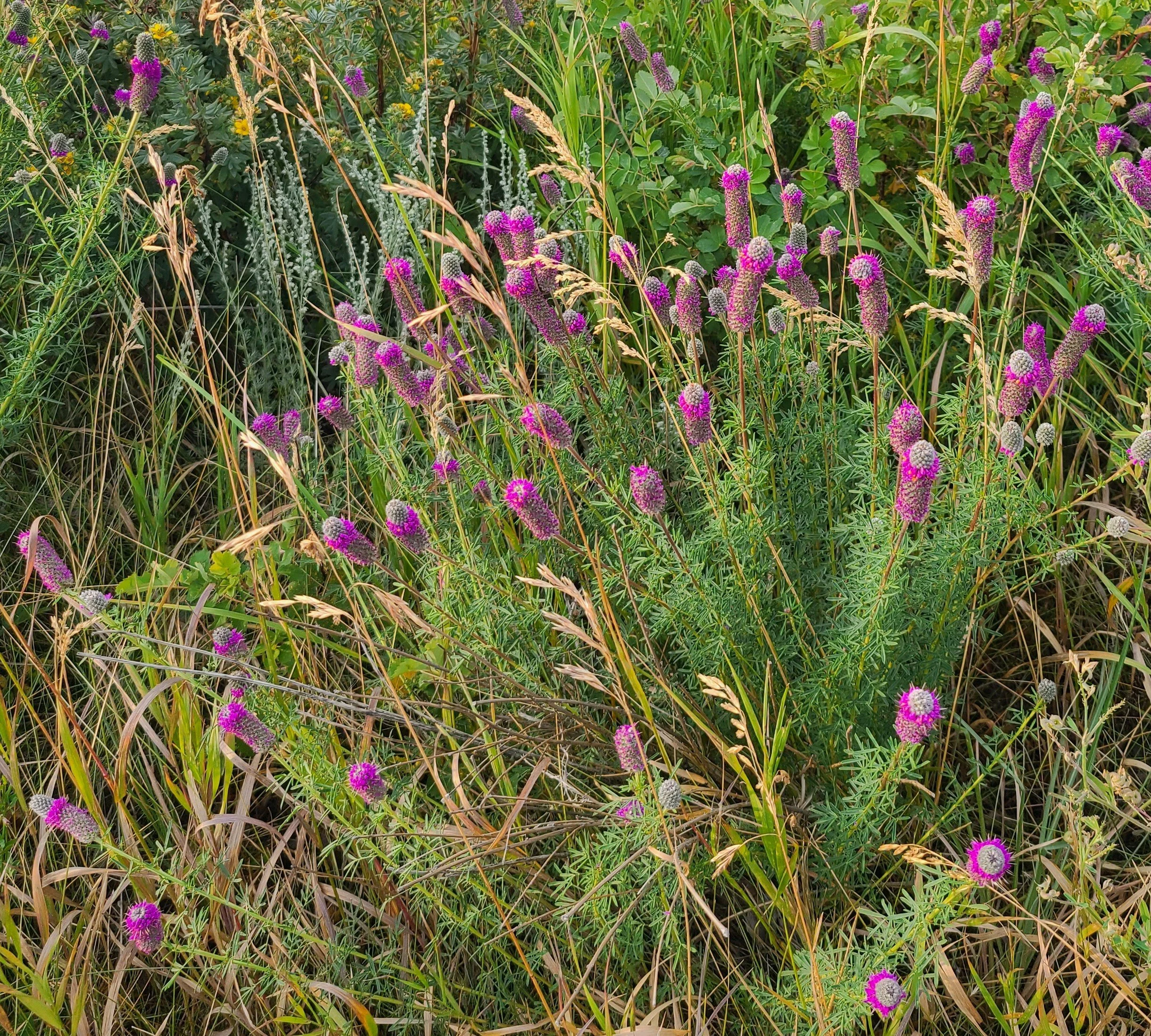Purple Prairie Clover (Dalea purpurea) VULNERABLE - near the Bow River in Calgary (2024)