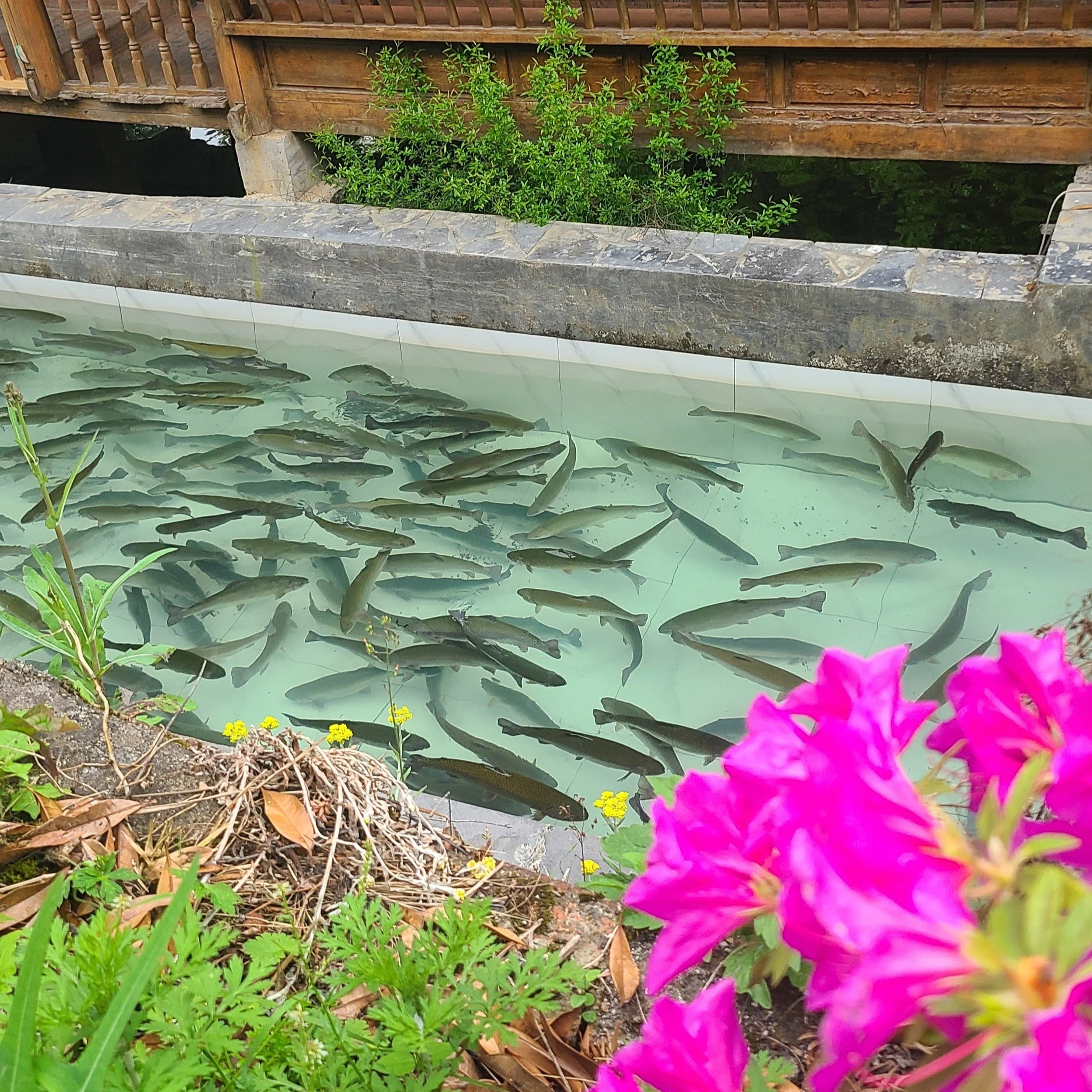 Farmed salmon, Duyun, Guizhou