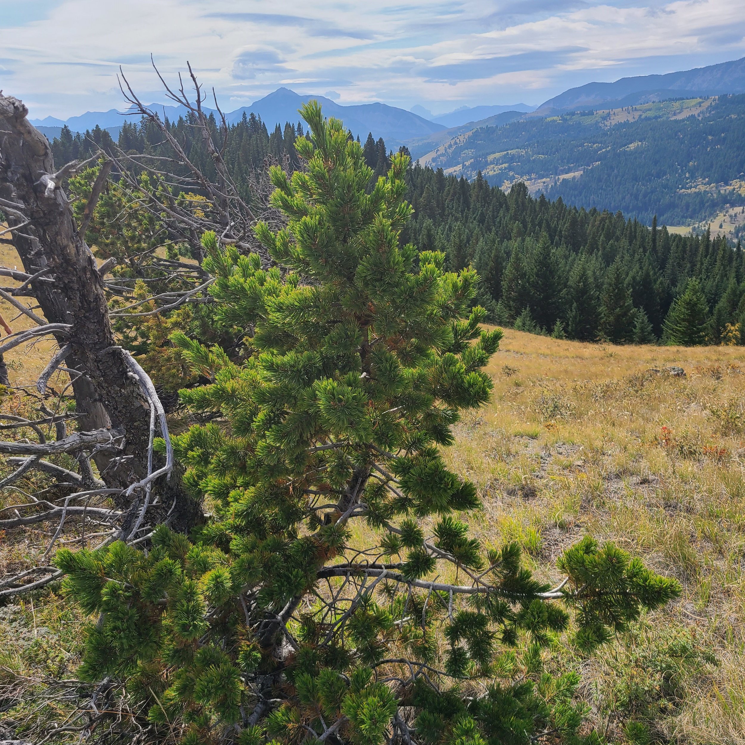 5 needle Limber pine (Pinus flexilis) - atop the Whaleback. VULNERABLE in Canada (2023)