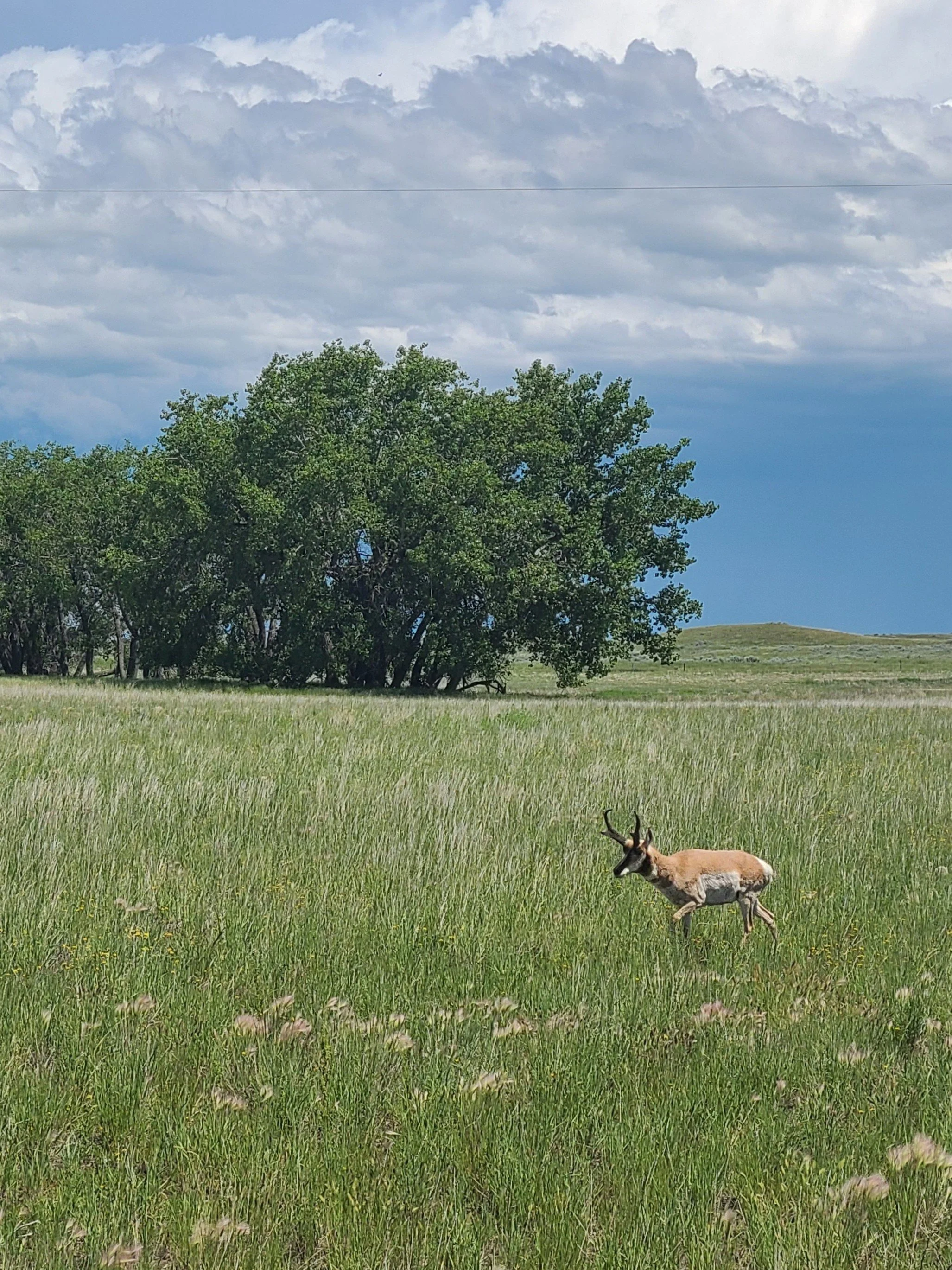Pronghorn (Antilocapra americana) s. Sask. (2026) - IUCN Least Concern