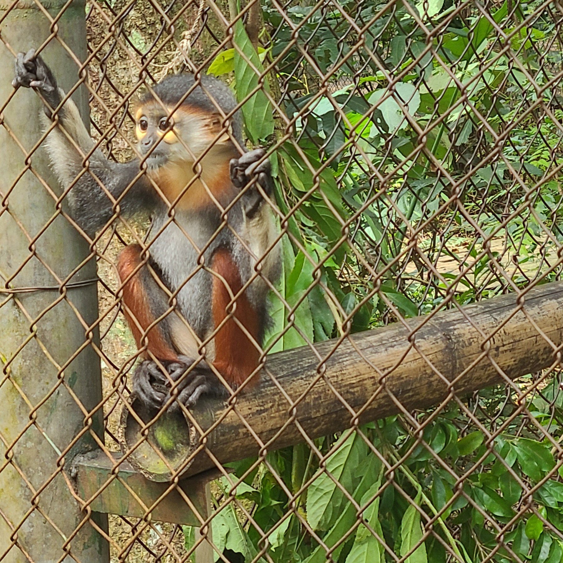 Red-shanked douc lemur (Pygathrix nemaeus) at the Endangered Primate Rescue Centre, Cuc Phuong National Park, Vietnam (2024) IUCN Red List - Critically Endangered