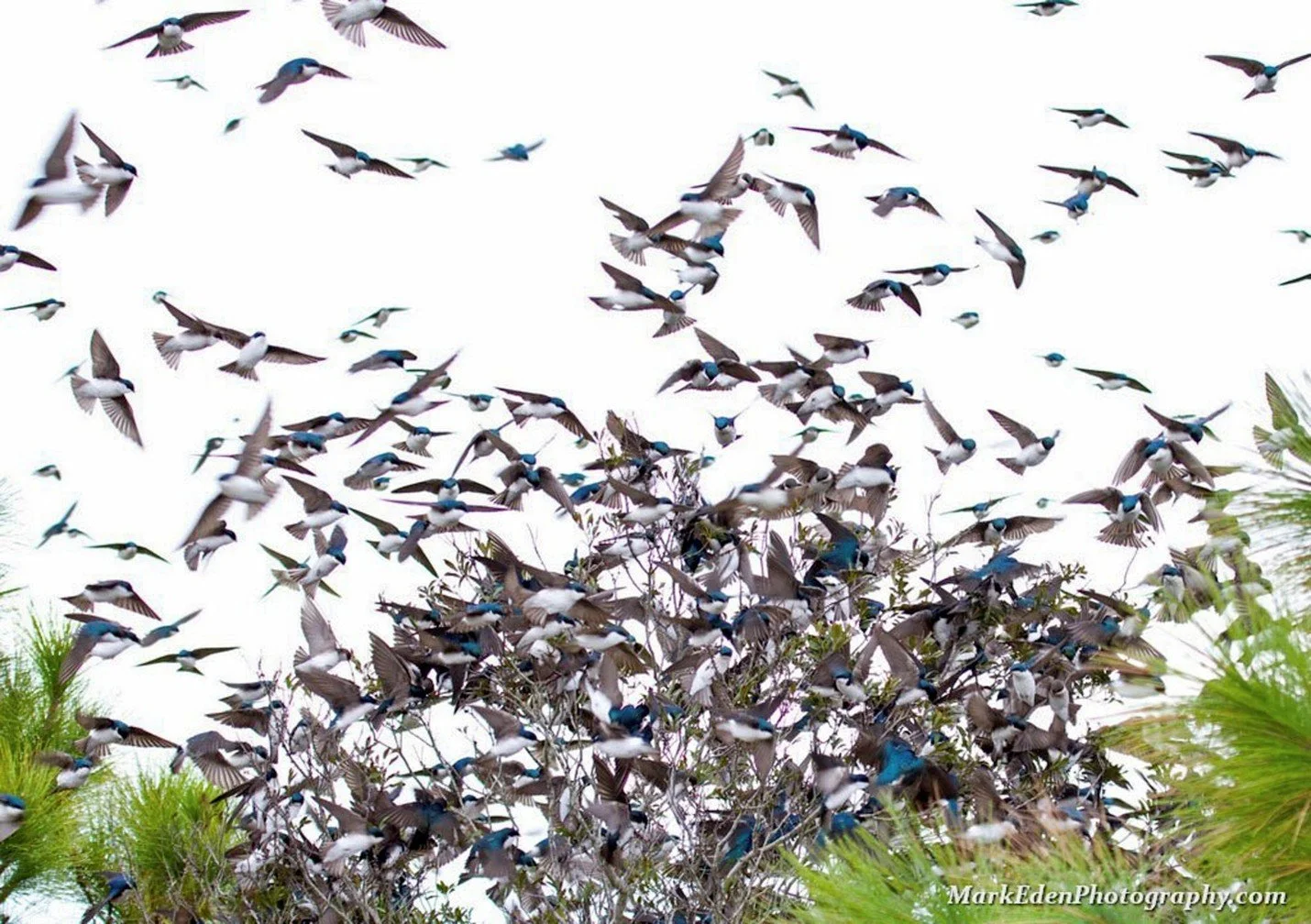 Wings in Motion: A Day of Discovery at Bent of the River Audubon Center