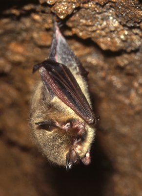 CT DEEP Bat Appreciation Day at Old New-Gate Prison and Copper Mine