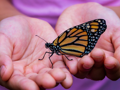 Monarchs, Meadows & Migration at Catherine Violet  Hubbard Animal Sanctuary 