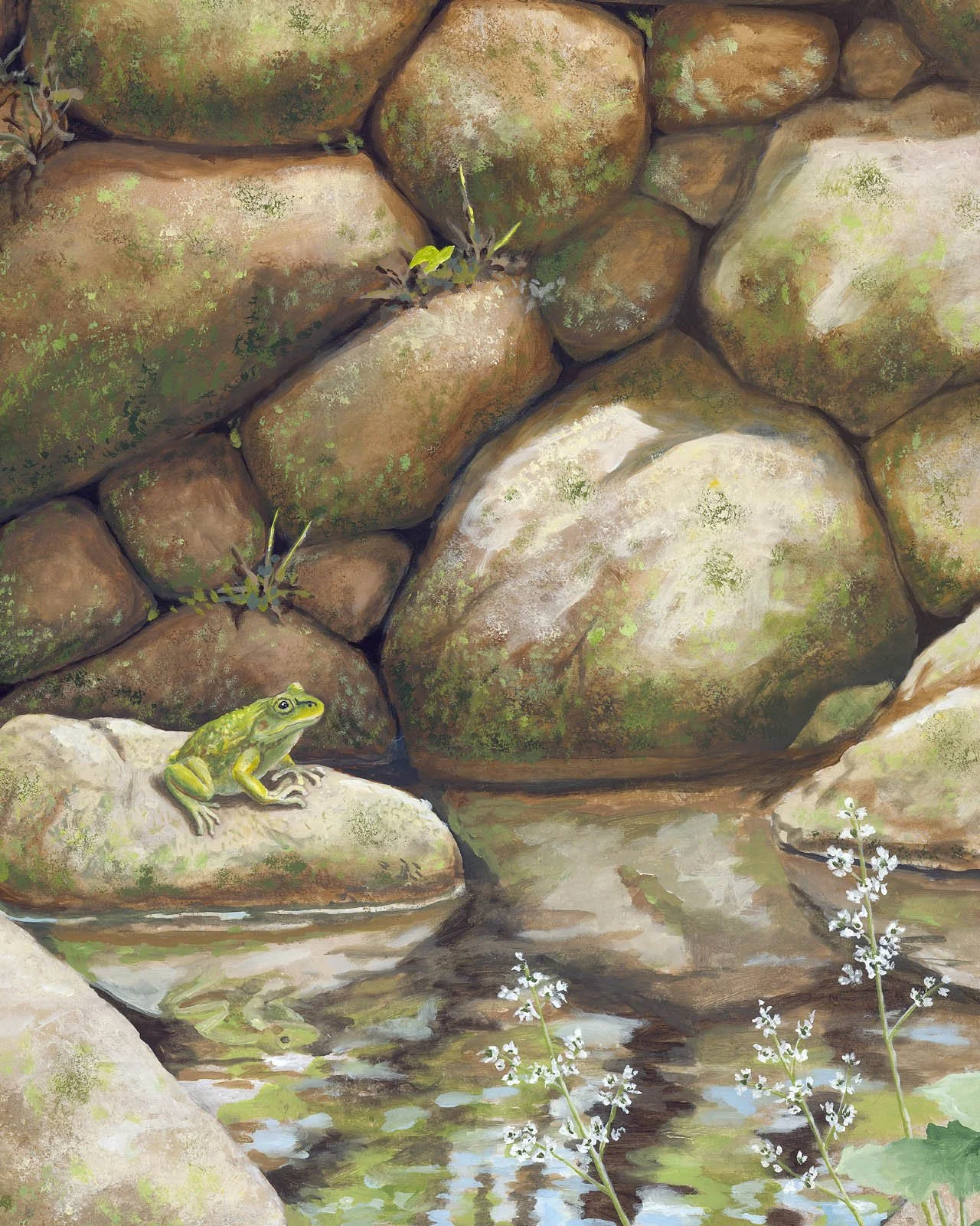 "Frog on a Rock" 16in x 20in print