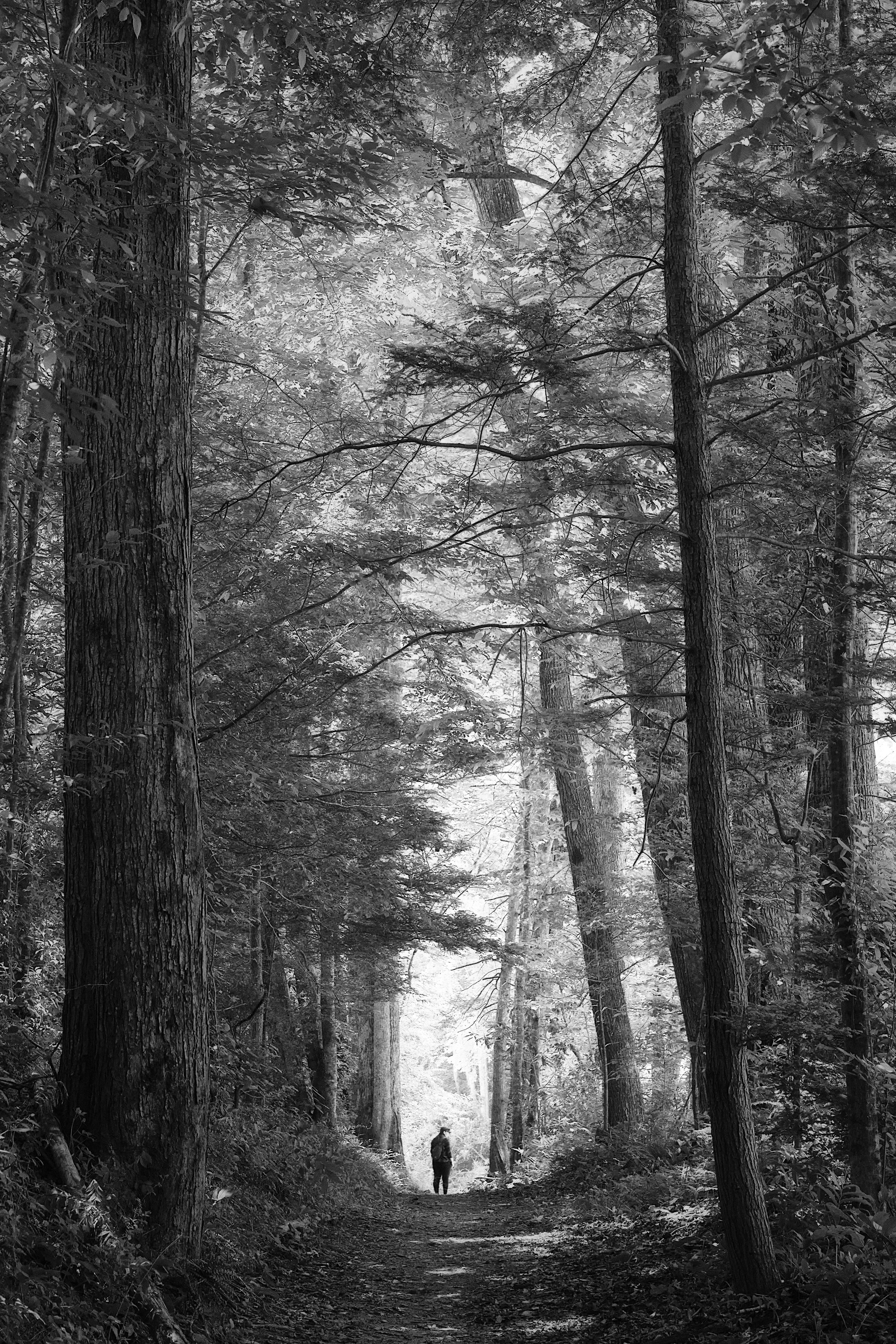 COLOROFTREE_14.jpg