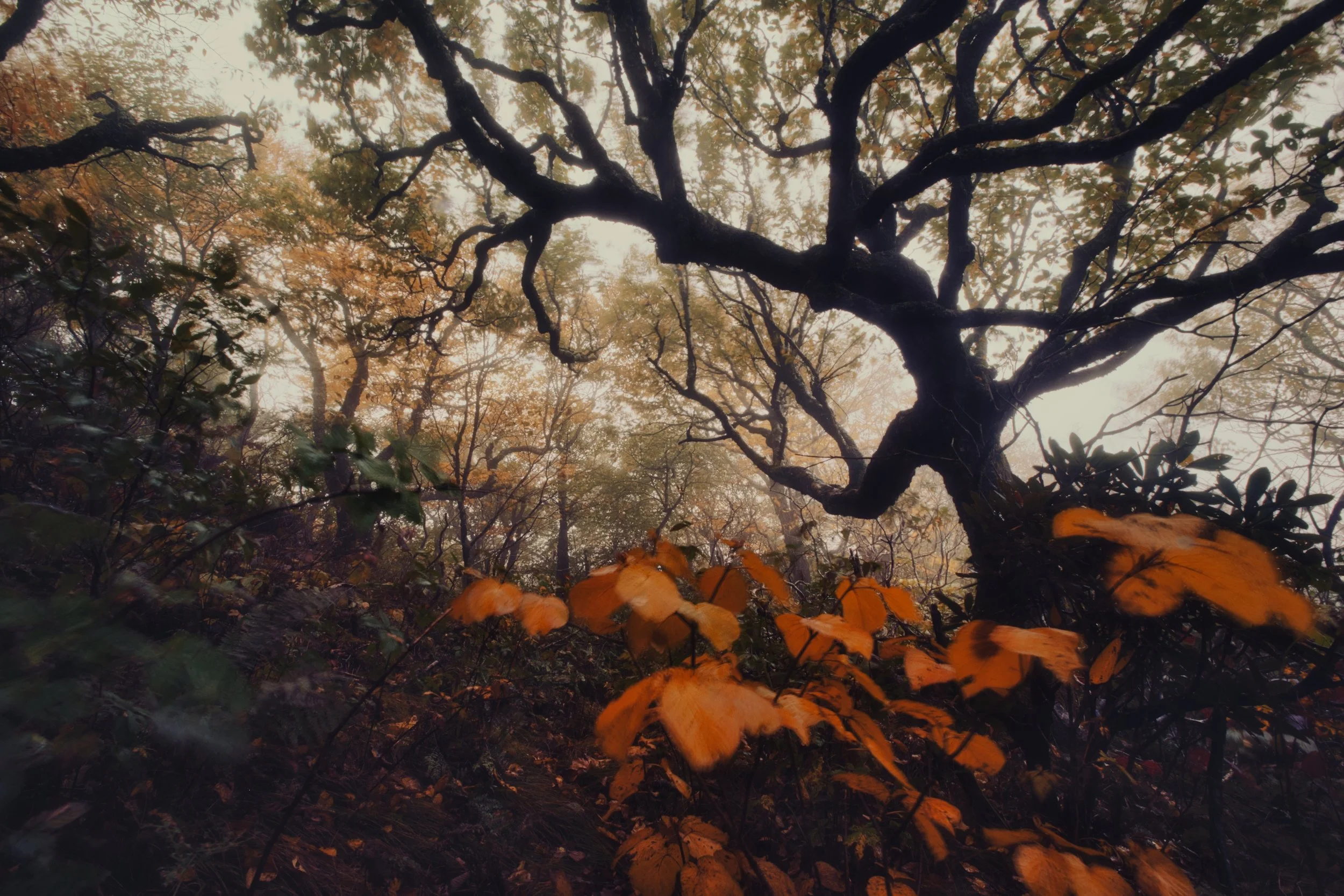 DSCF4240.jpg