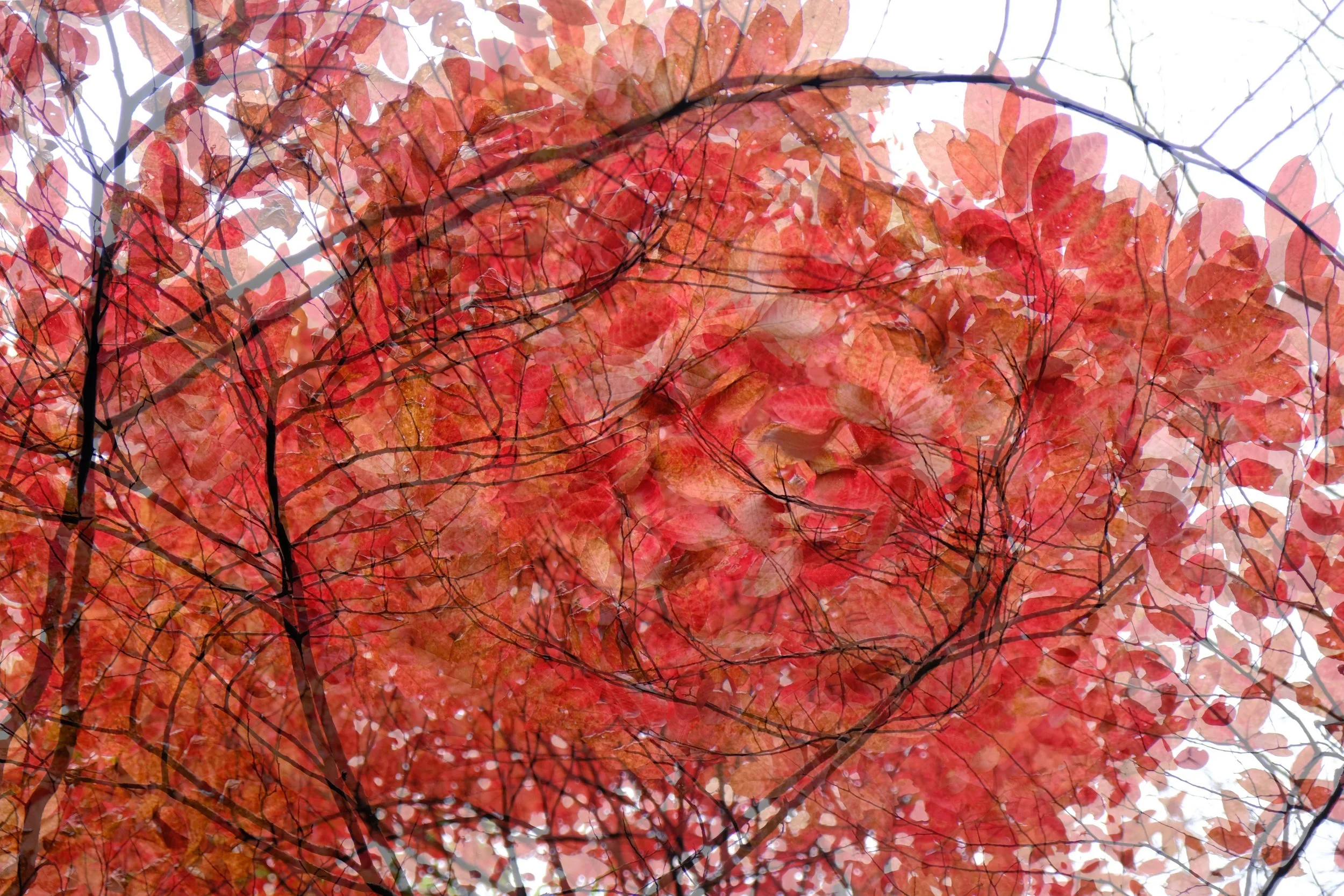 DSCF8053 - Copy.jpg